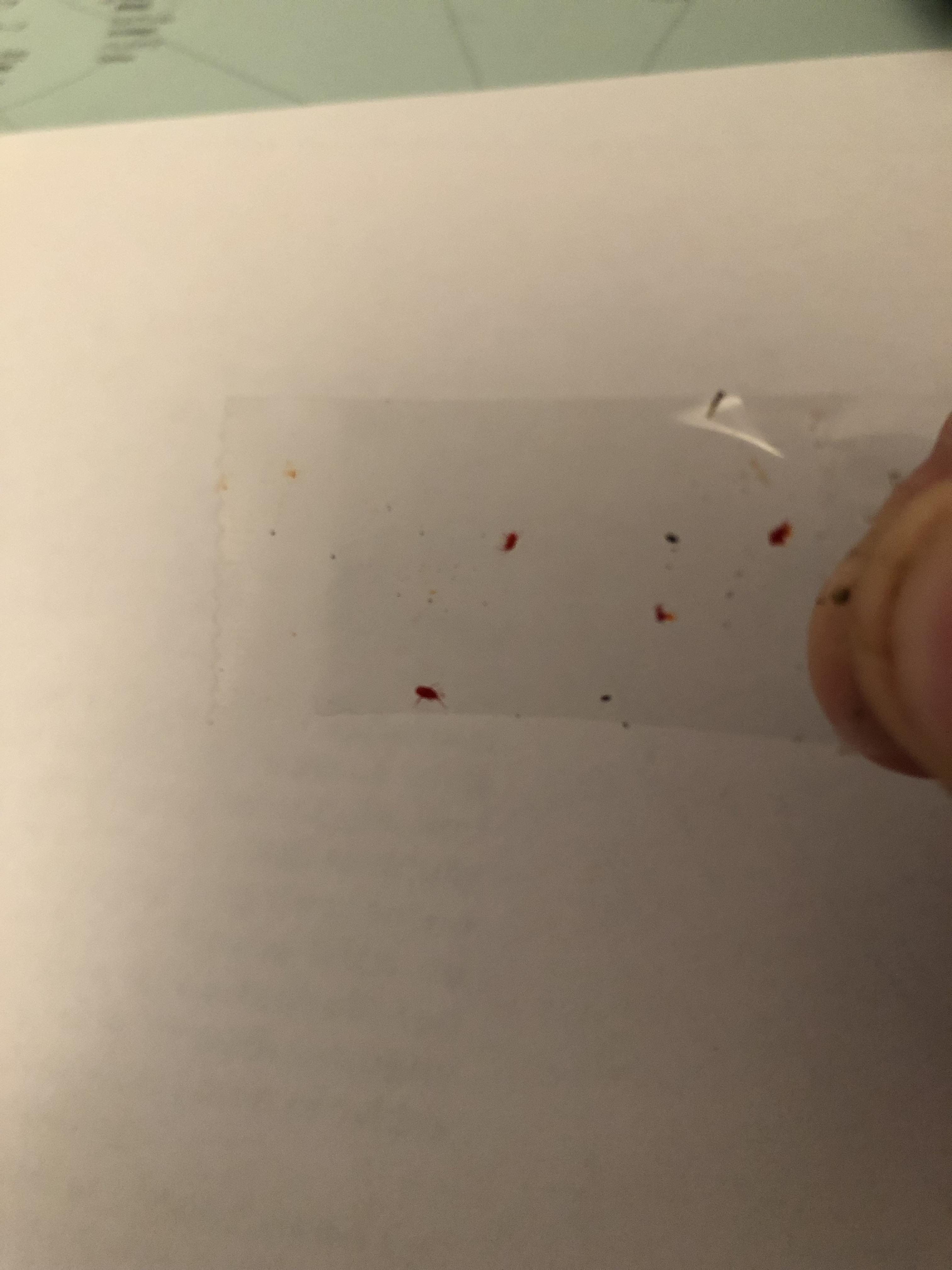 Little red bugs arrived this weekend all over my patio. They are super