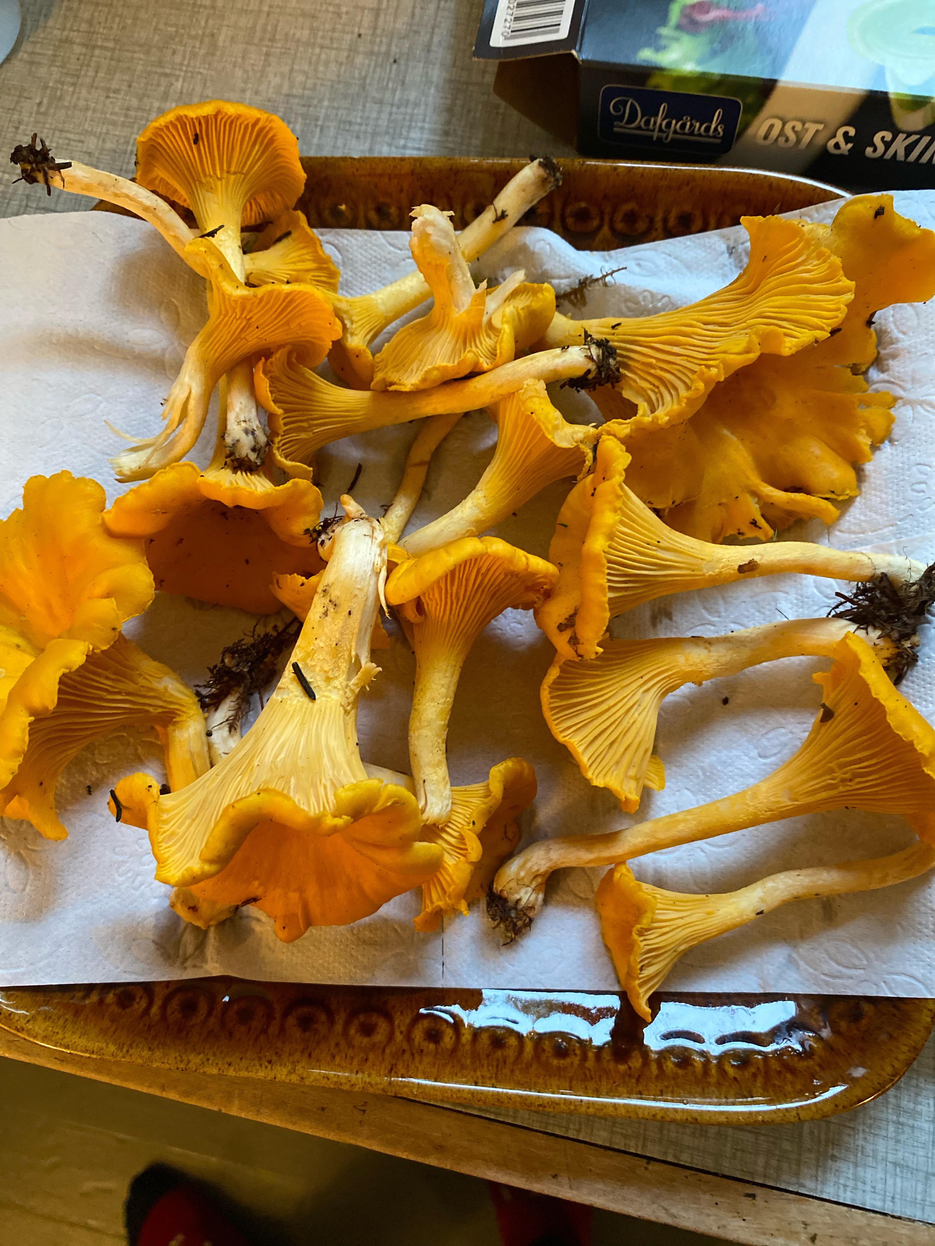 Are these chanterelles? White flesh when crosssectioning [Sweden