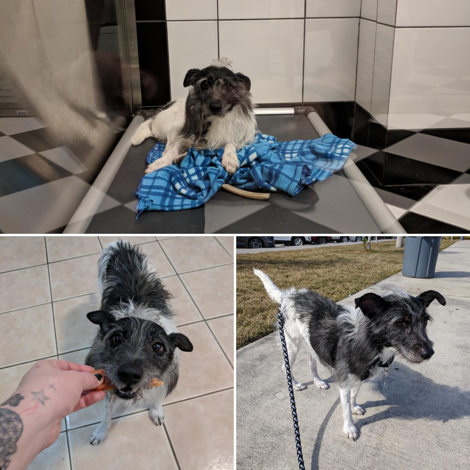 My Wire Hair Jack Russell before (top) and after being adopted. He gets