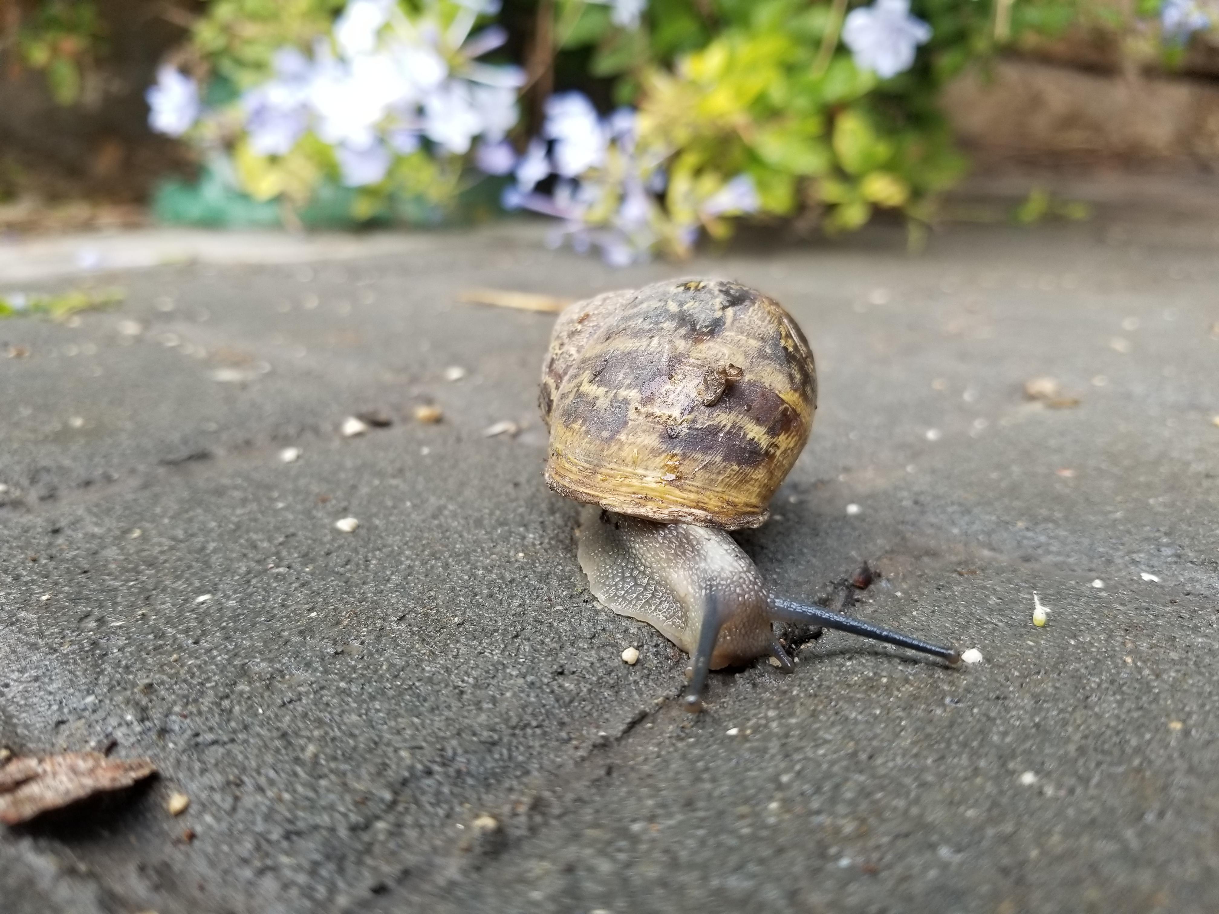 Snail coming out for the rain in Jerusalem r/pics