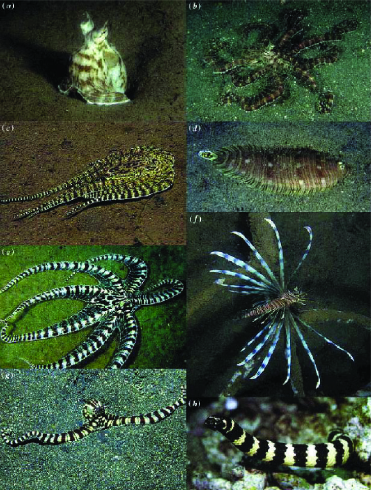 the mimic octopus can shifts its shape and behavior to mimic a number