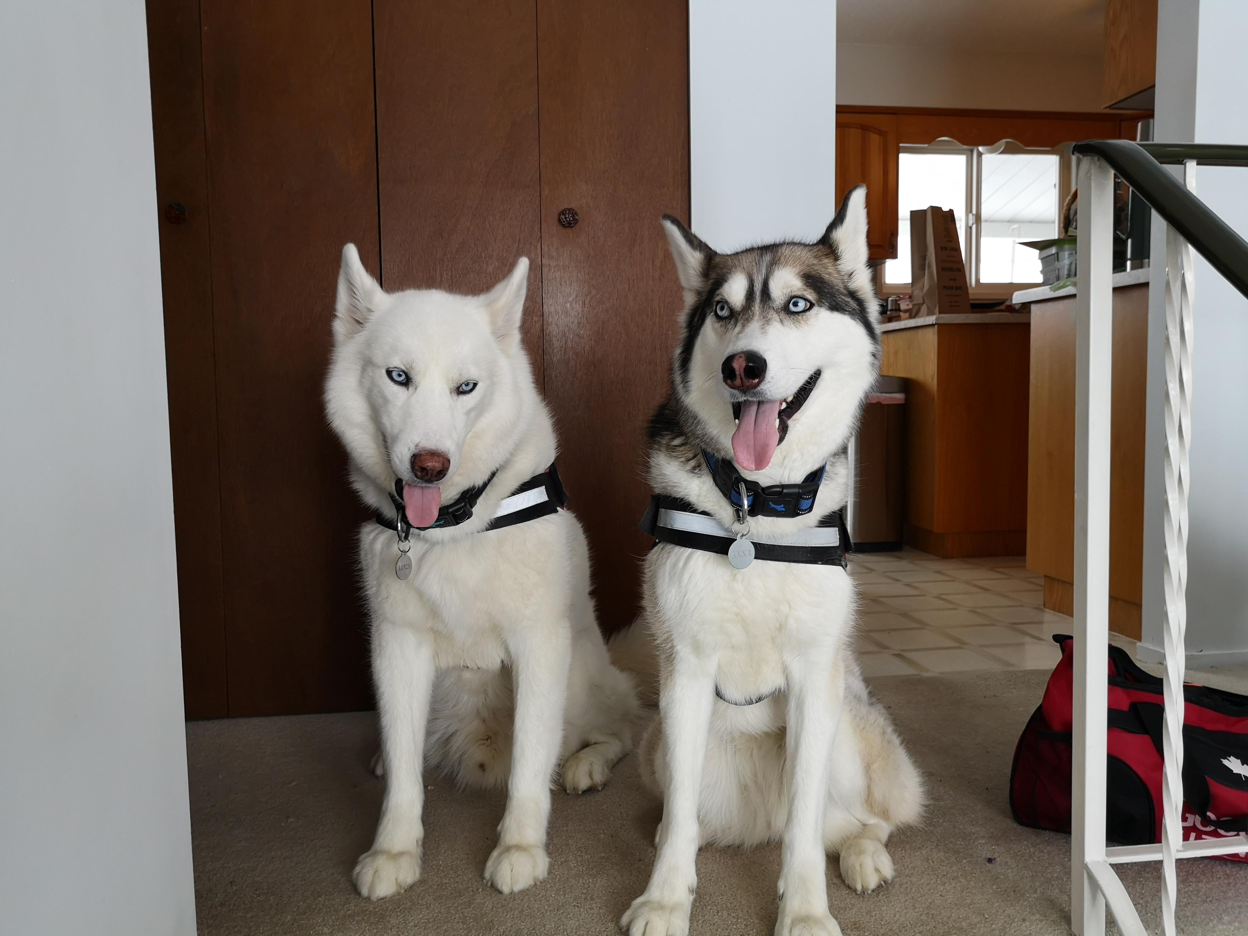 Are Mother Dogs Sad When Their Puppies Are Taken Away