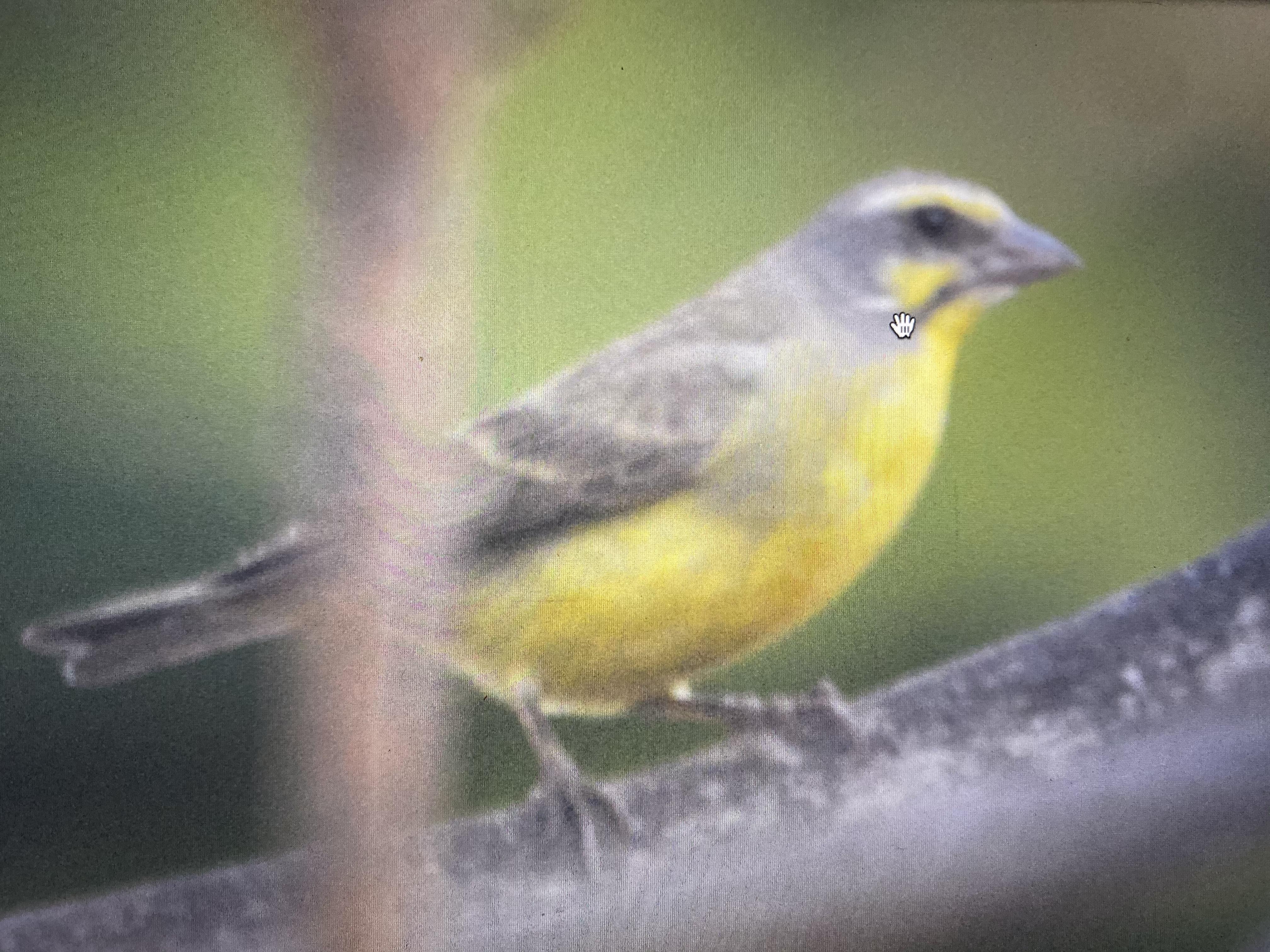 Yellow house finch? Santa Monica, CA October 7, 2019 r/whatsthisbird