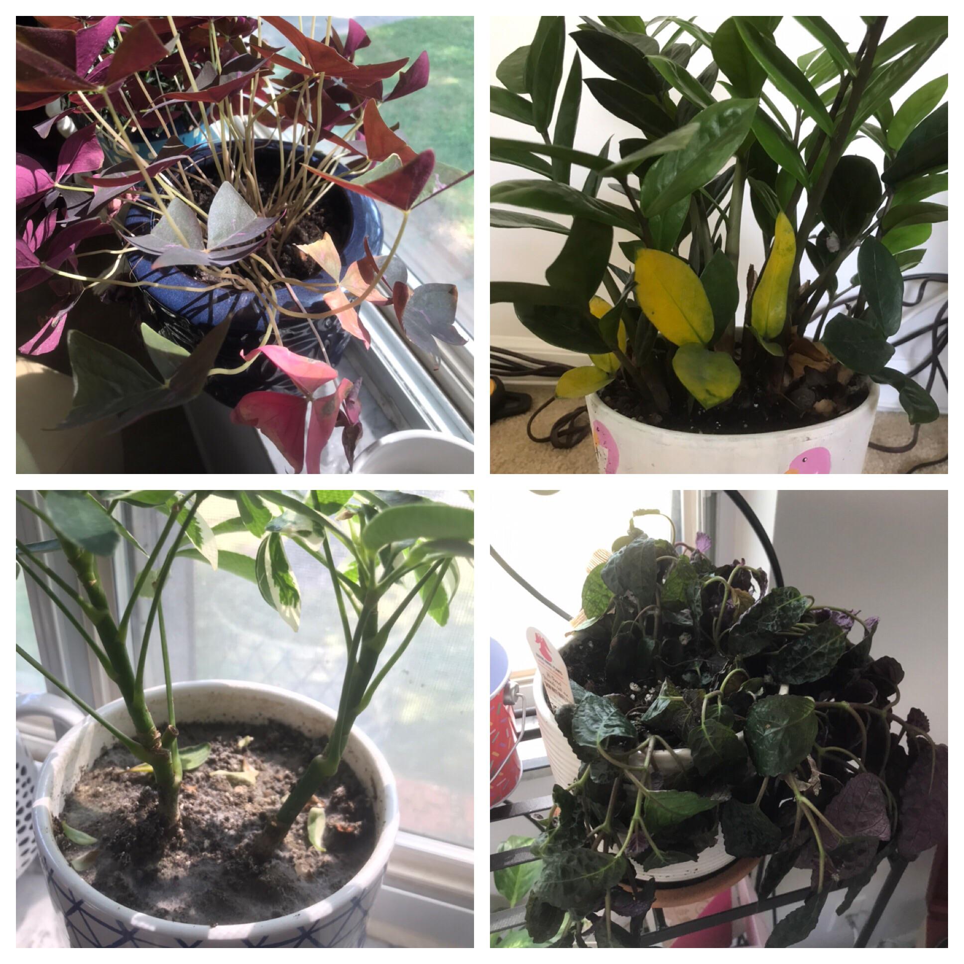 My apartment is killing my plants and I’m not sure what to do. r/plants