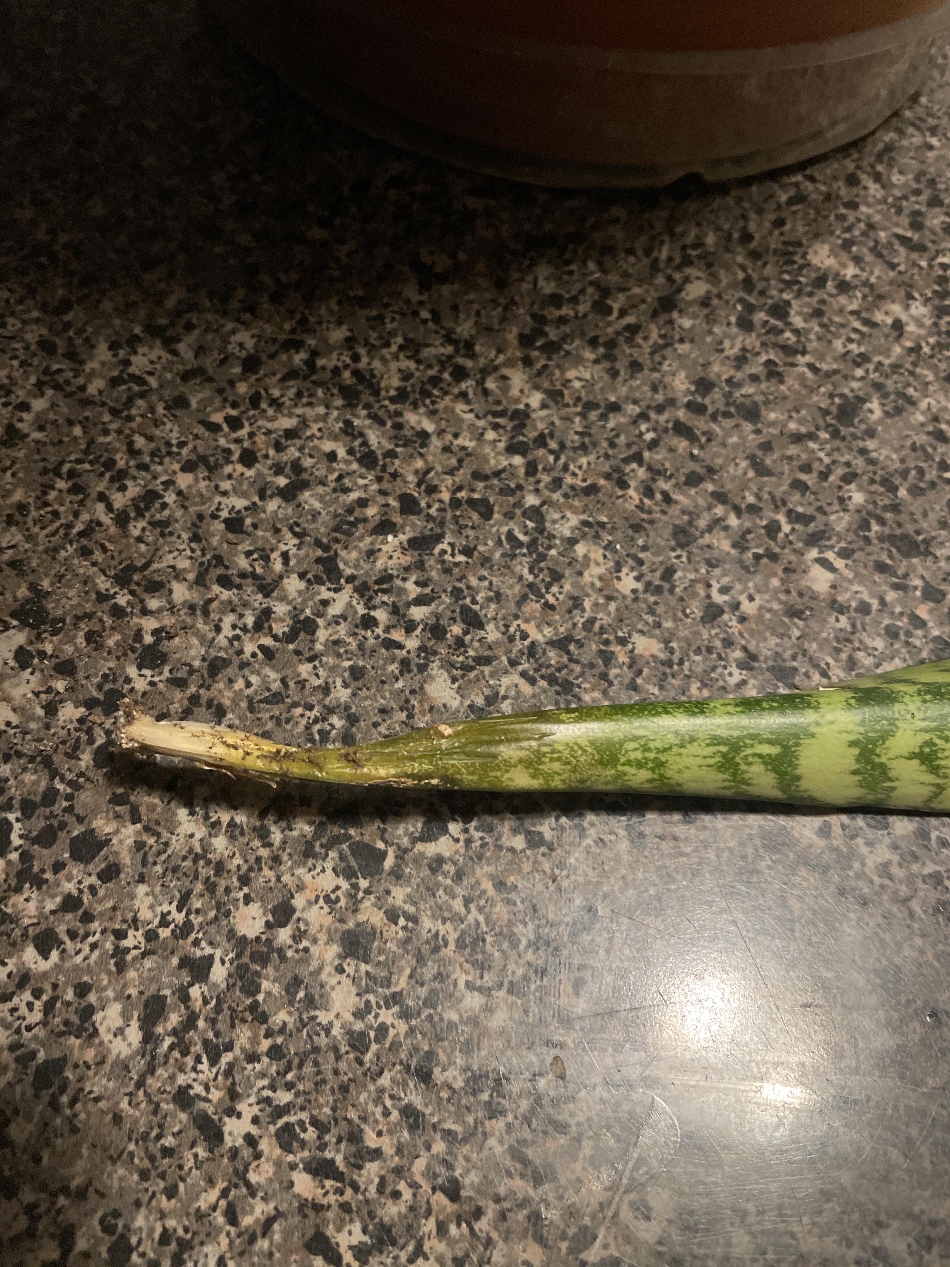 Snake plant leaves rotting at the bottoms and falling out, what’s wrong with it. I’ve had it for