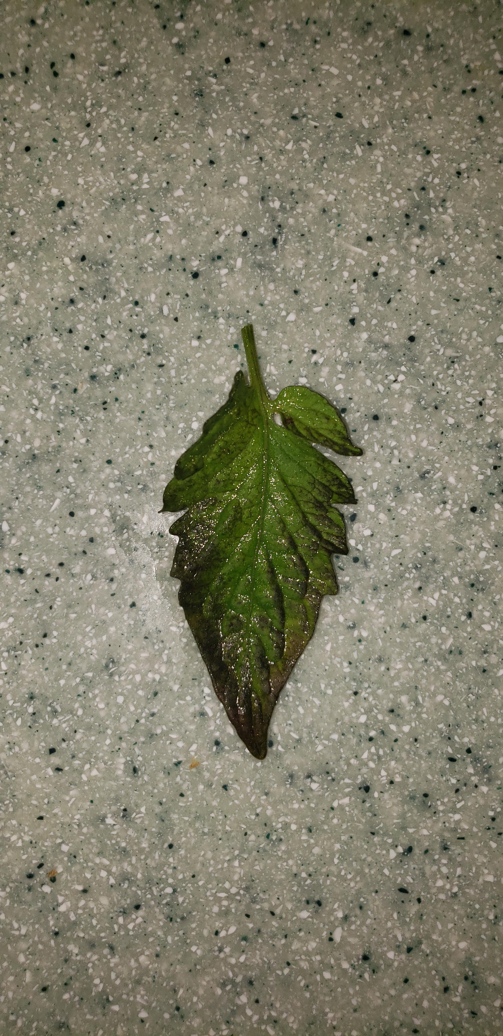 What is this black stuff on my tomato leaves? r/gardening