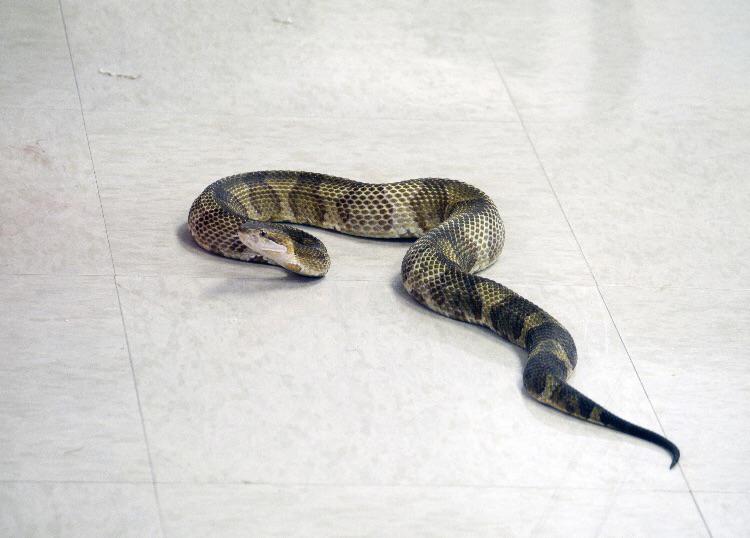This is a copperhead and cottonmouth hybrid somebody bred r