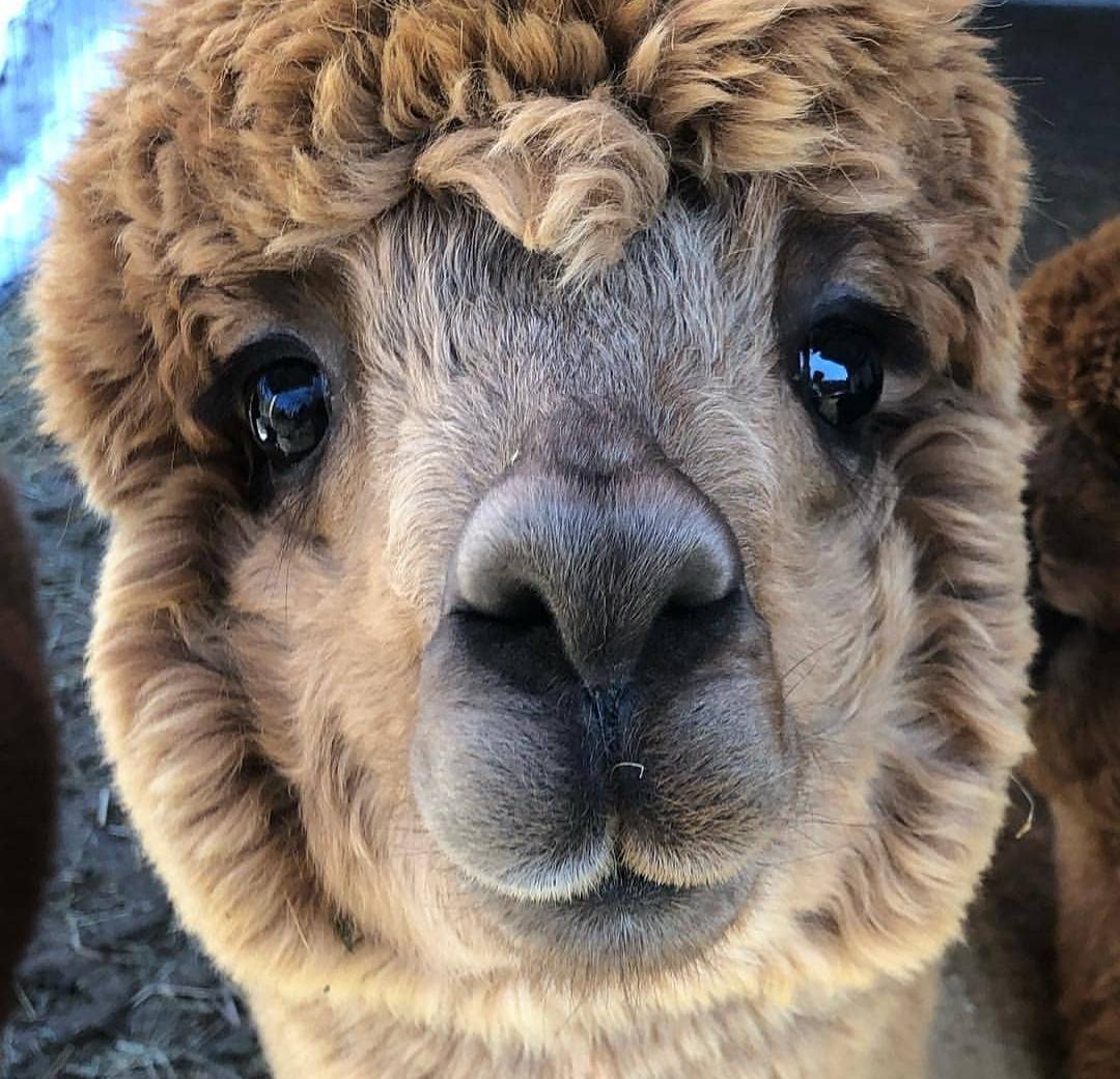 Softest, cutest little alpaca boy. 10/10 would give him anything he