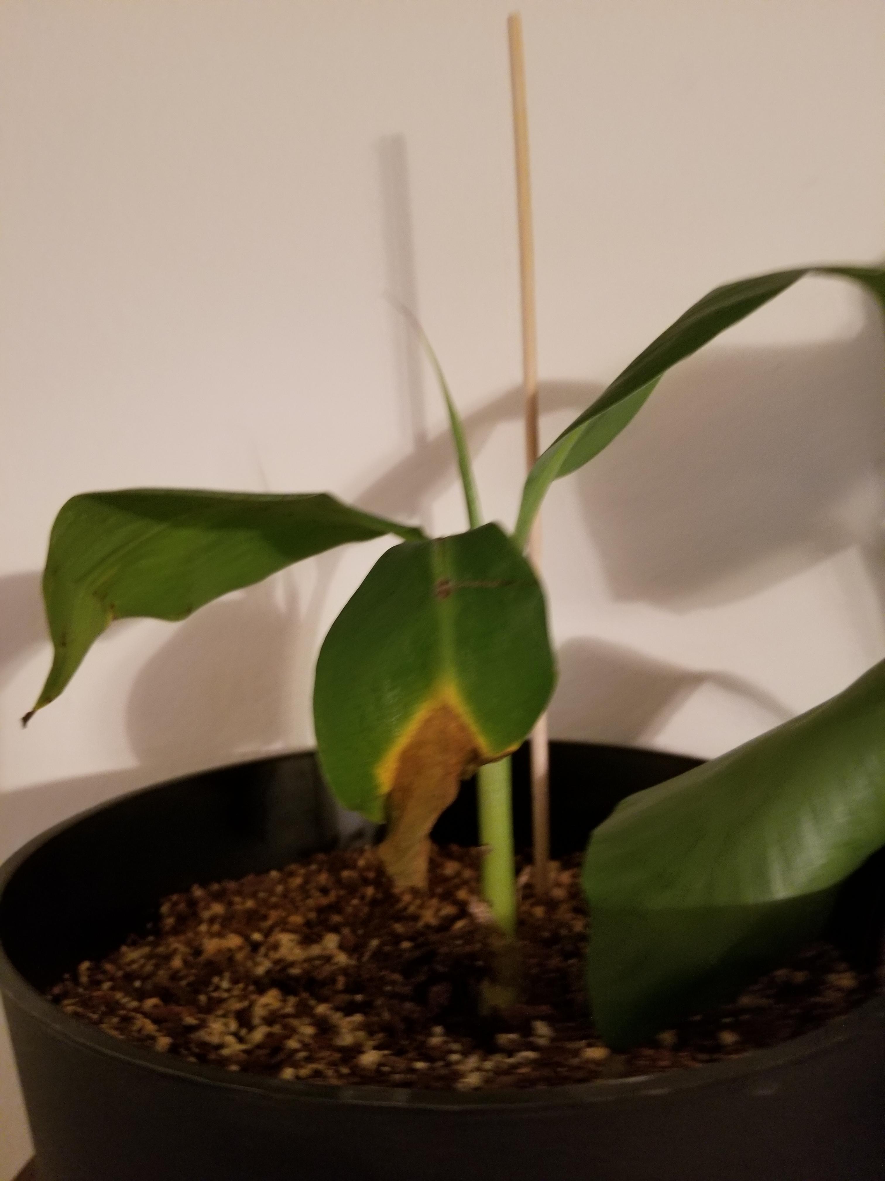 Banana fruit tree wilting even under a plant light. Suggestions? r