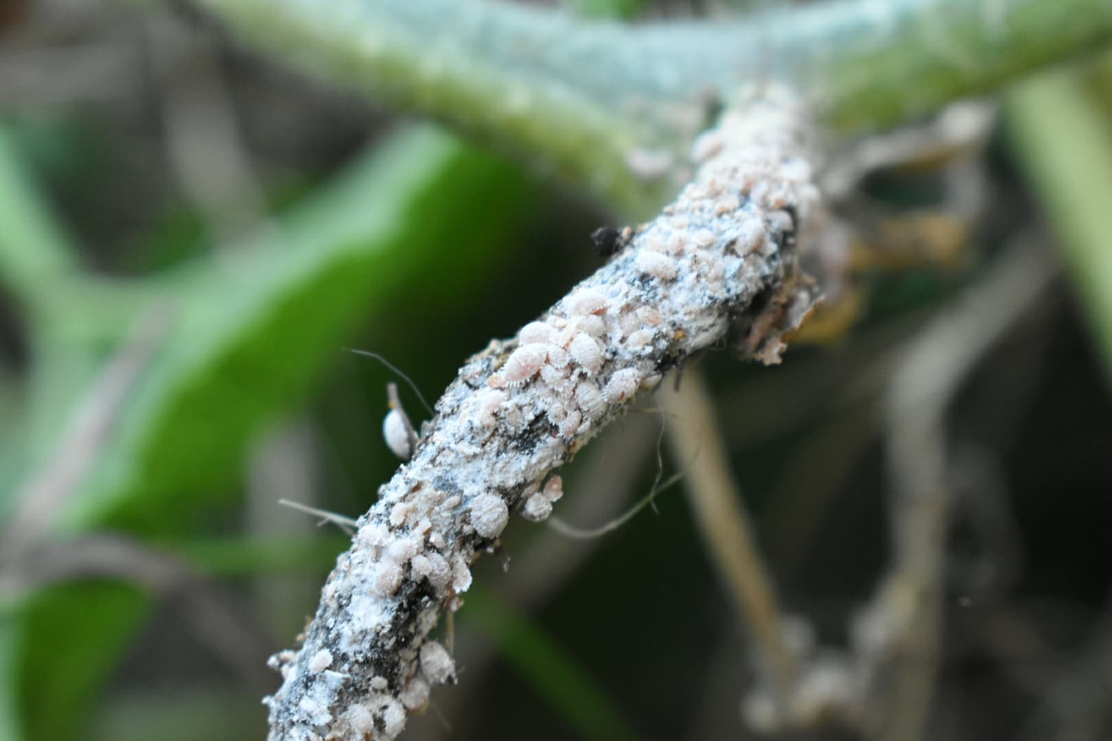 What's killing my pumpkin? These are all over it's roots r/gardening