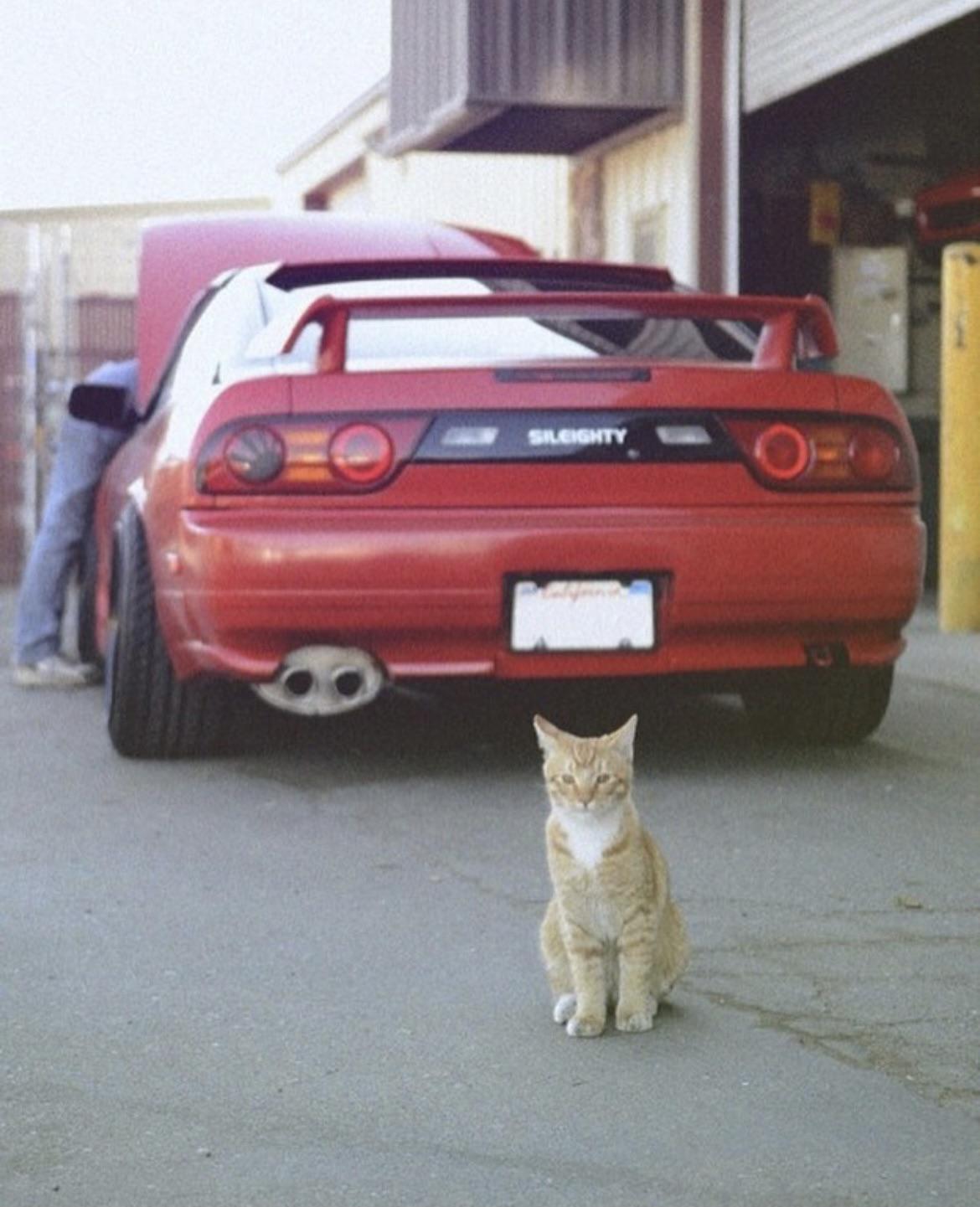 Cars & Cats r/JDM