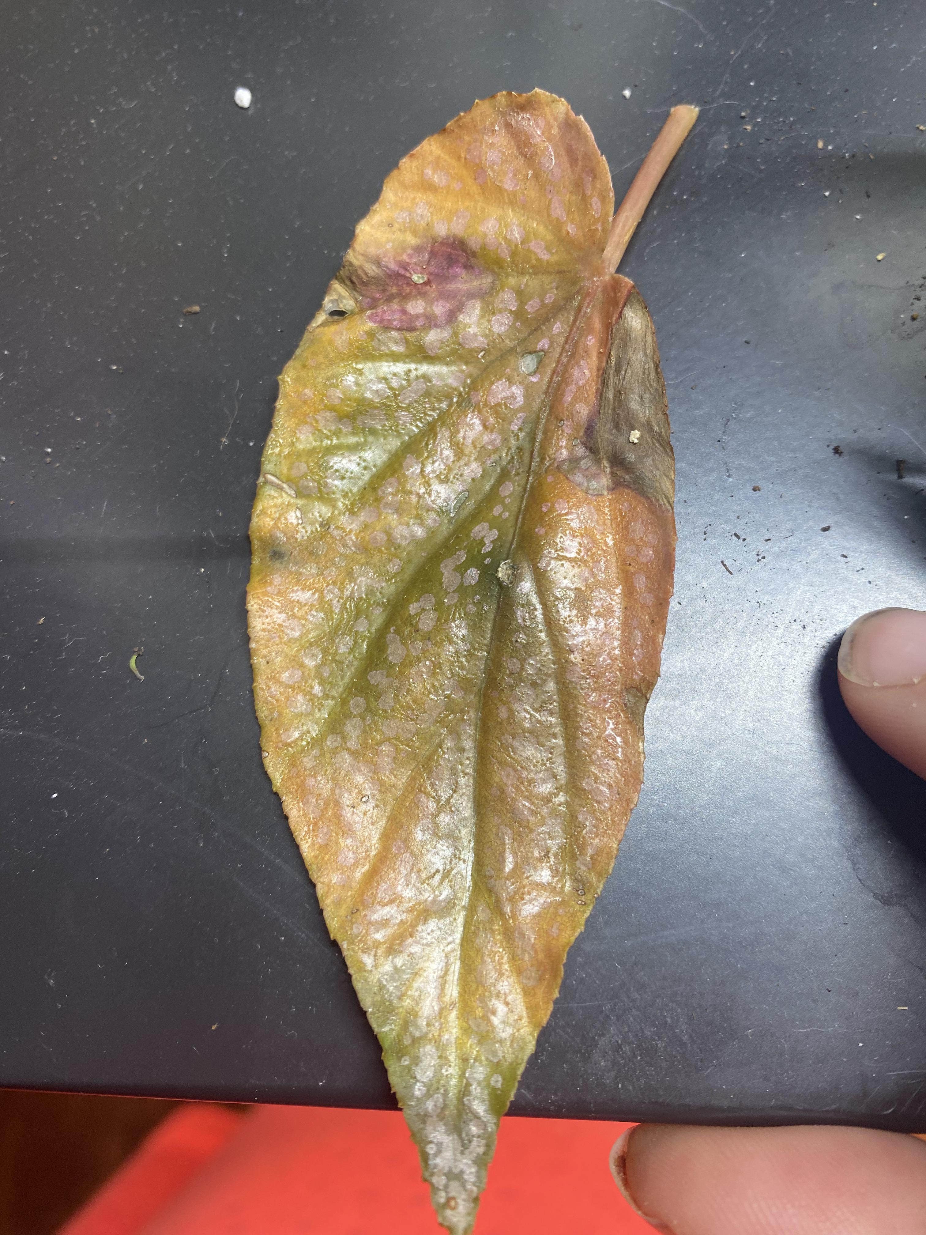 Is this a fungal infection or could it just be an old leaf dying? The