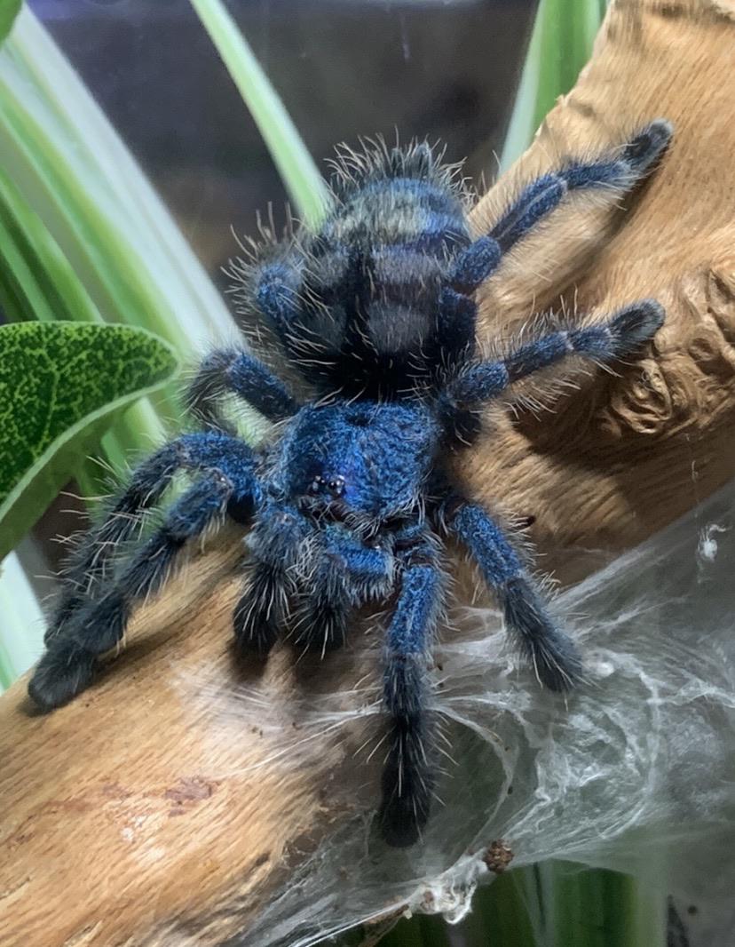 C. Versicolor in all her glory r/tarantulas