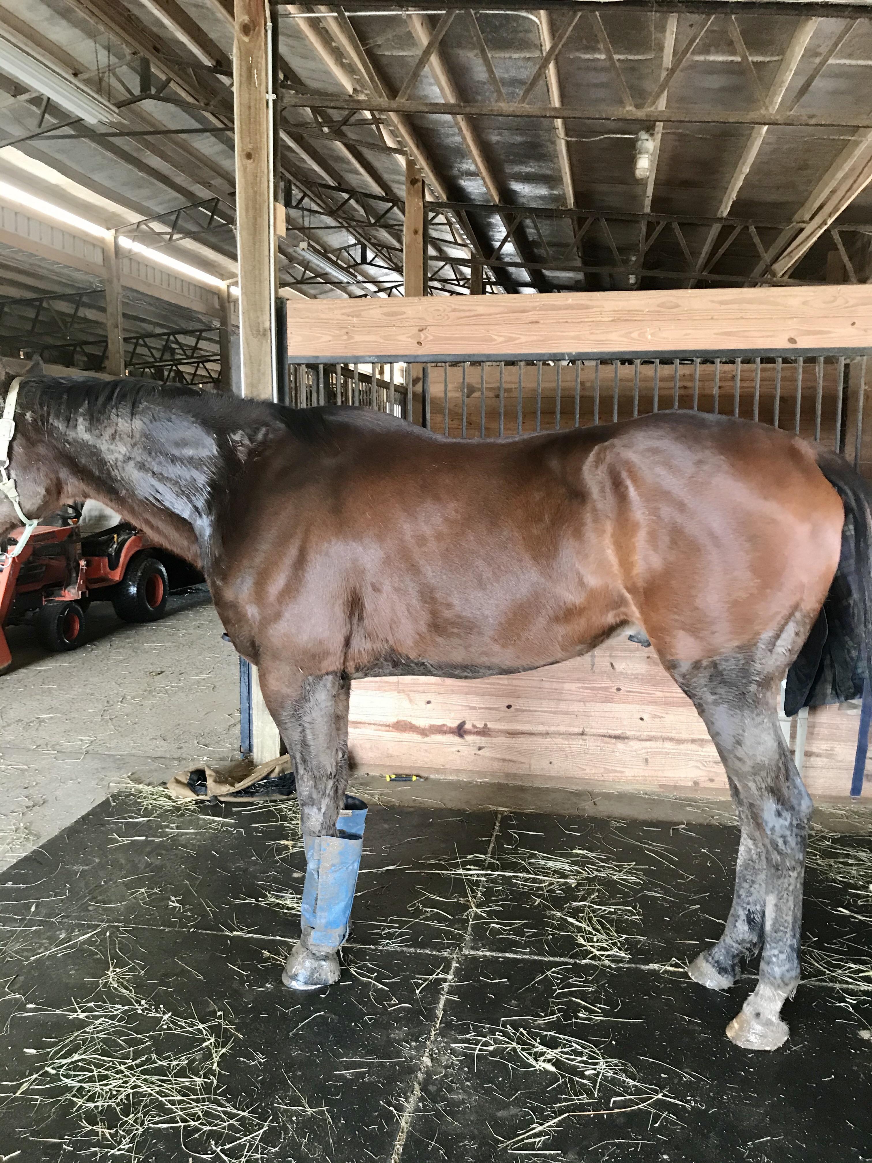 Mud sheet was effective! r/Equestrian