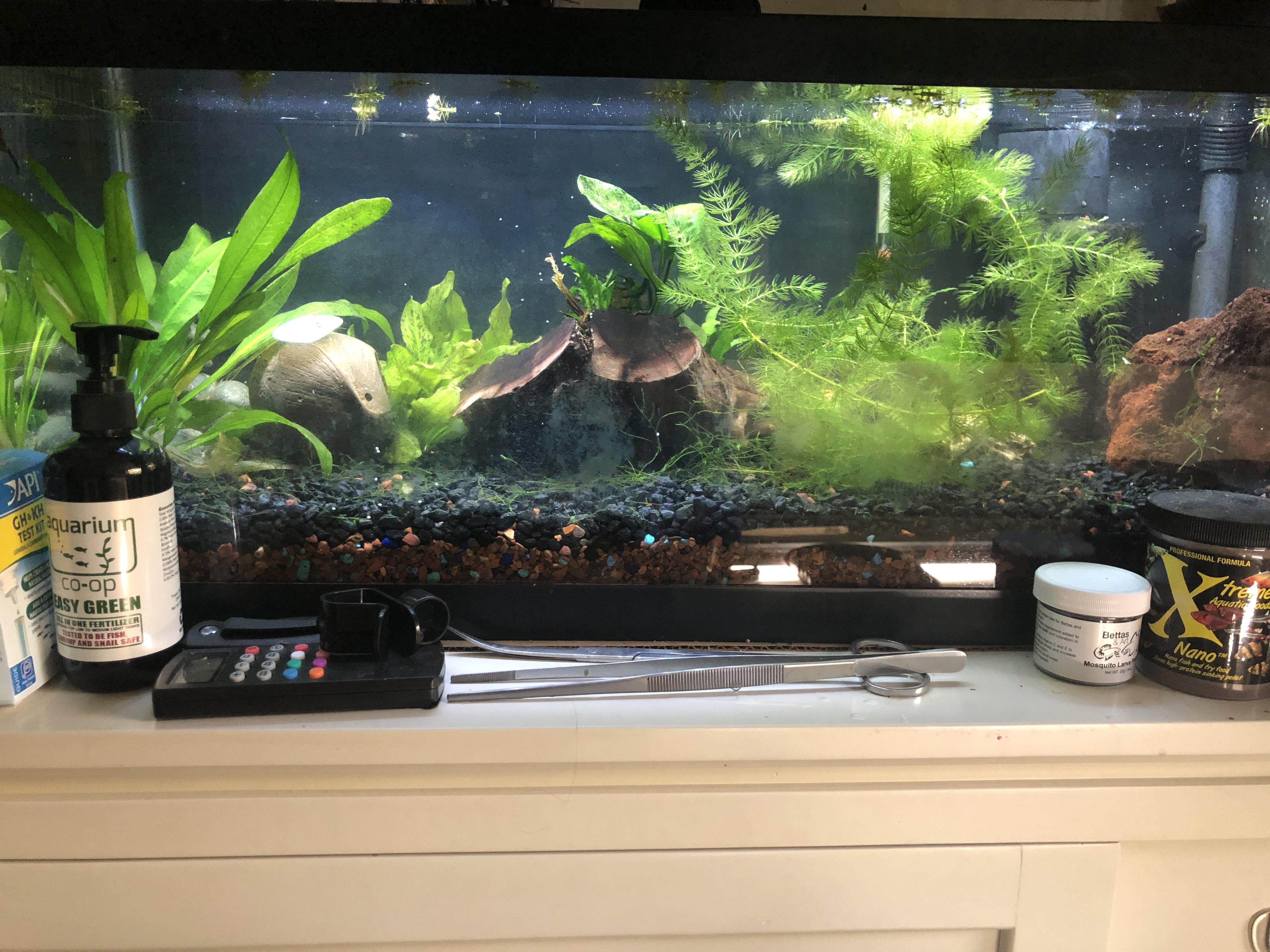 Ammonia spike in established tank. Description for details in the