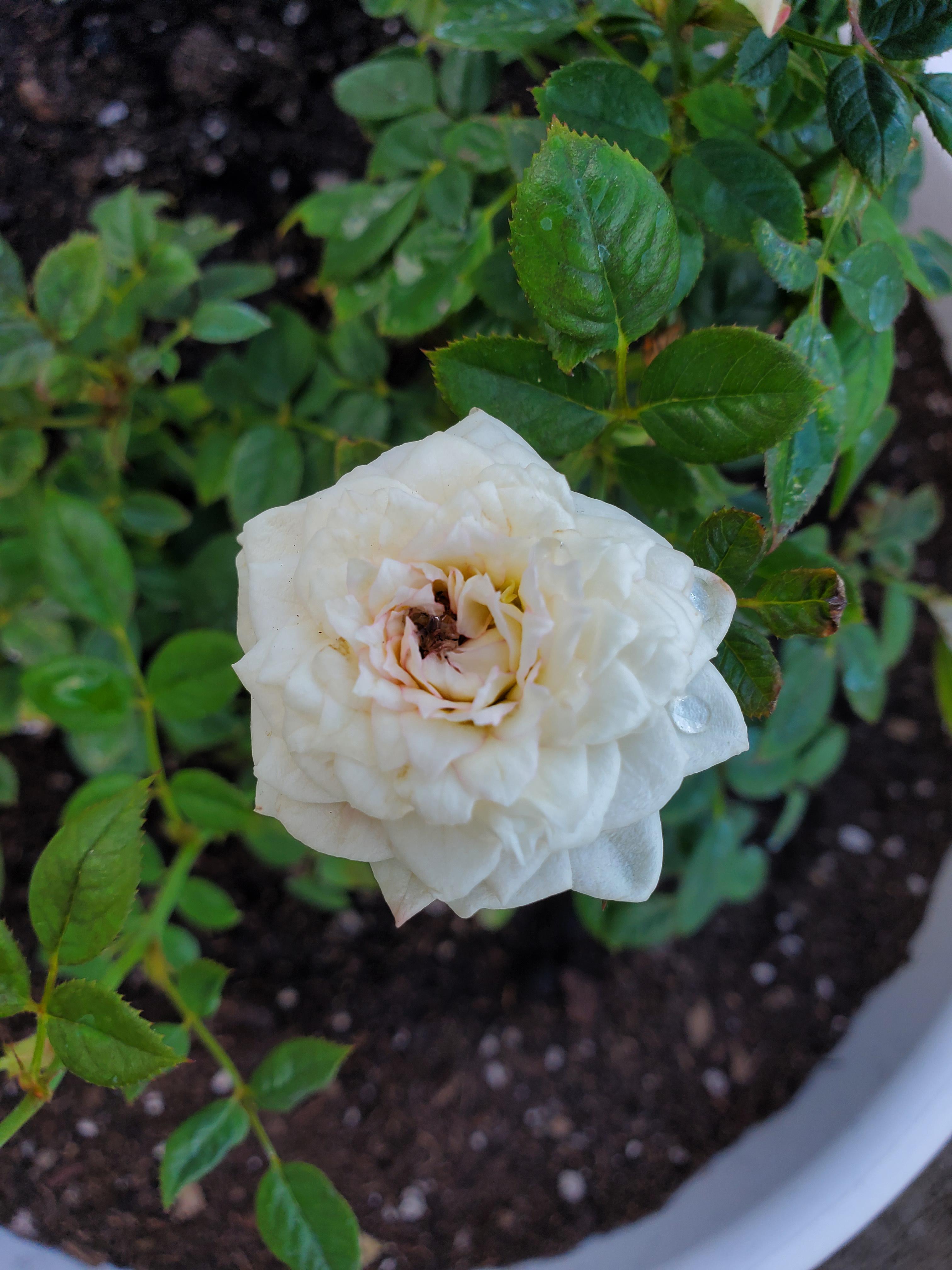 Can someone tell me what miniature rose this is? r/Roses