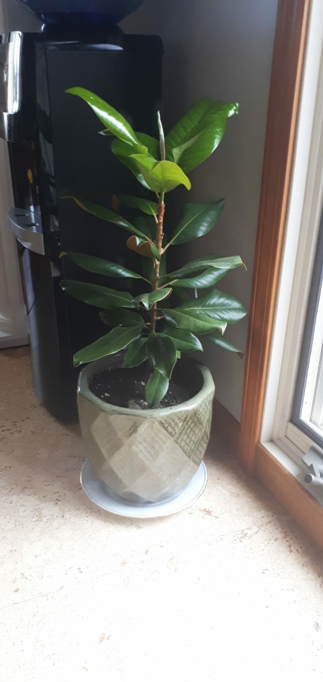 Sos. My sister got told this was a mini magnolia tree, but they also