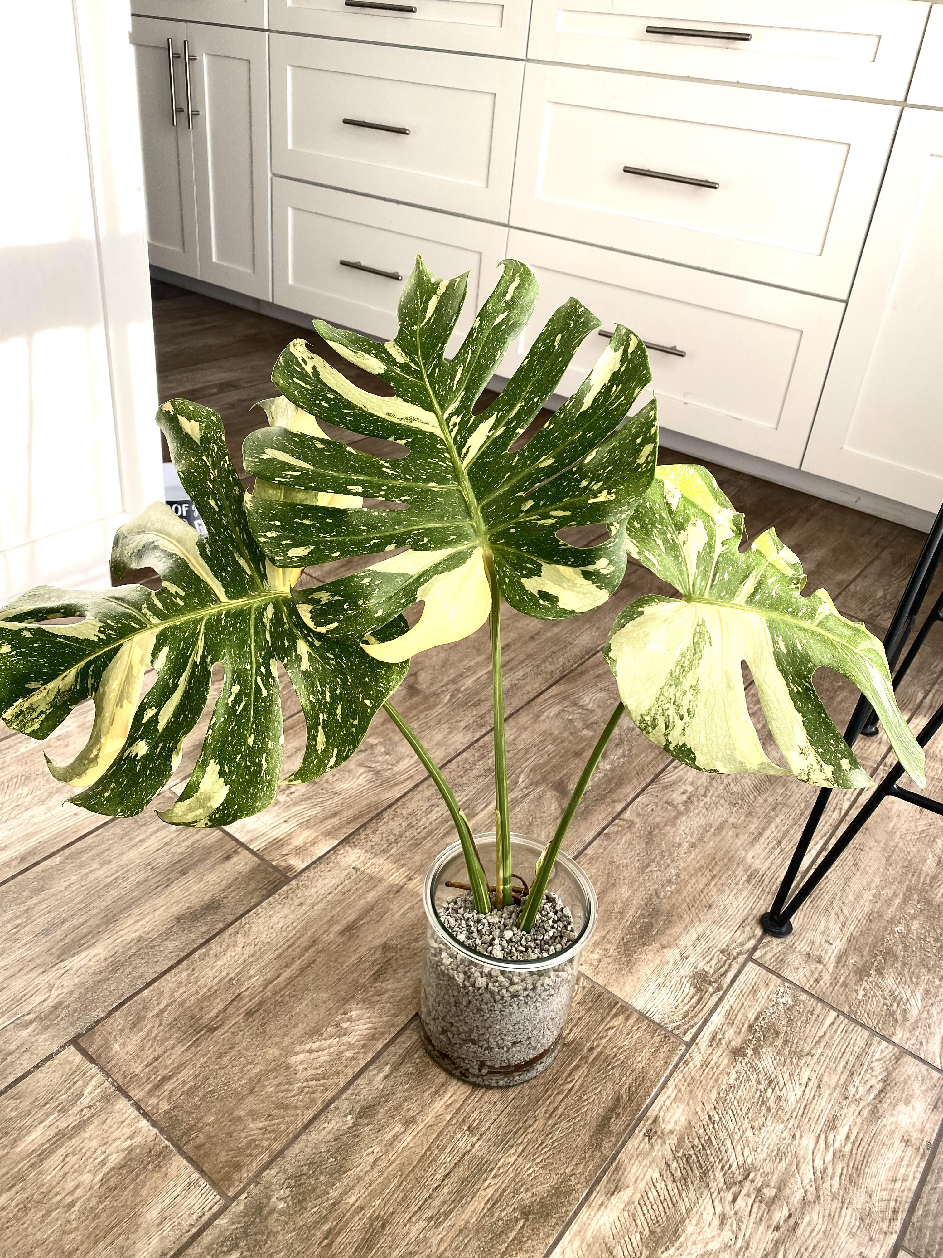 Was wondering if anybody can give me tips on starting an online plant