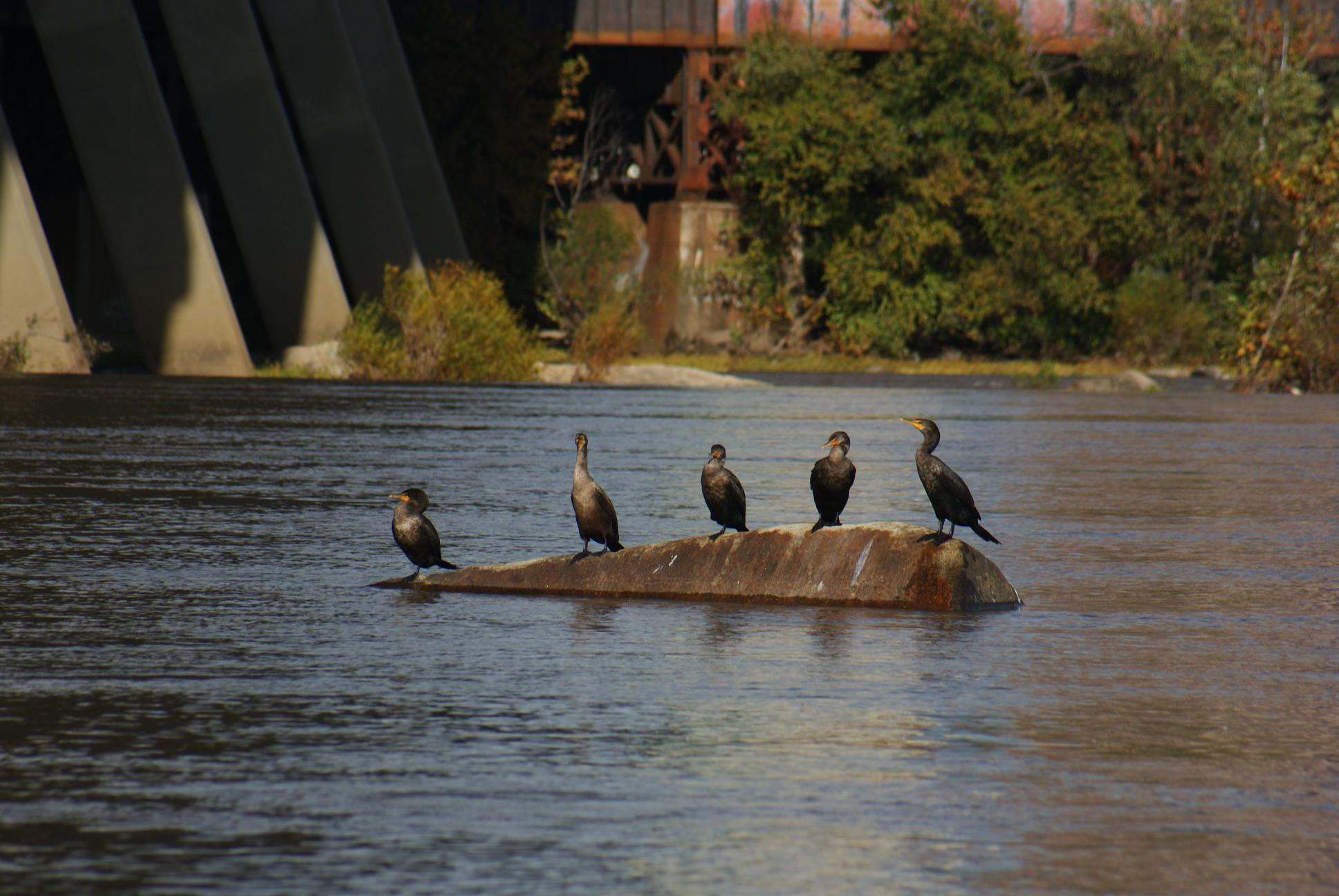 Cormorants of Richmond, Virginia r/birding