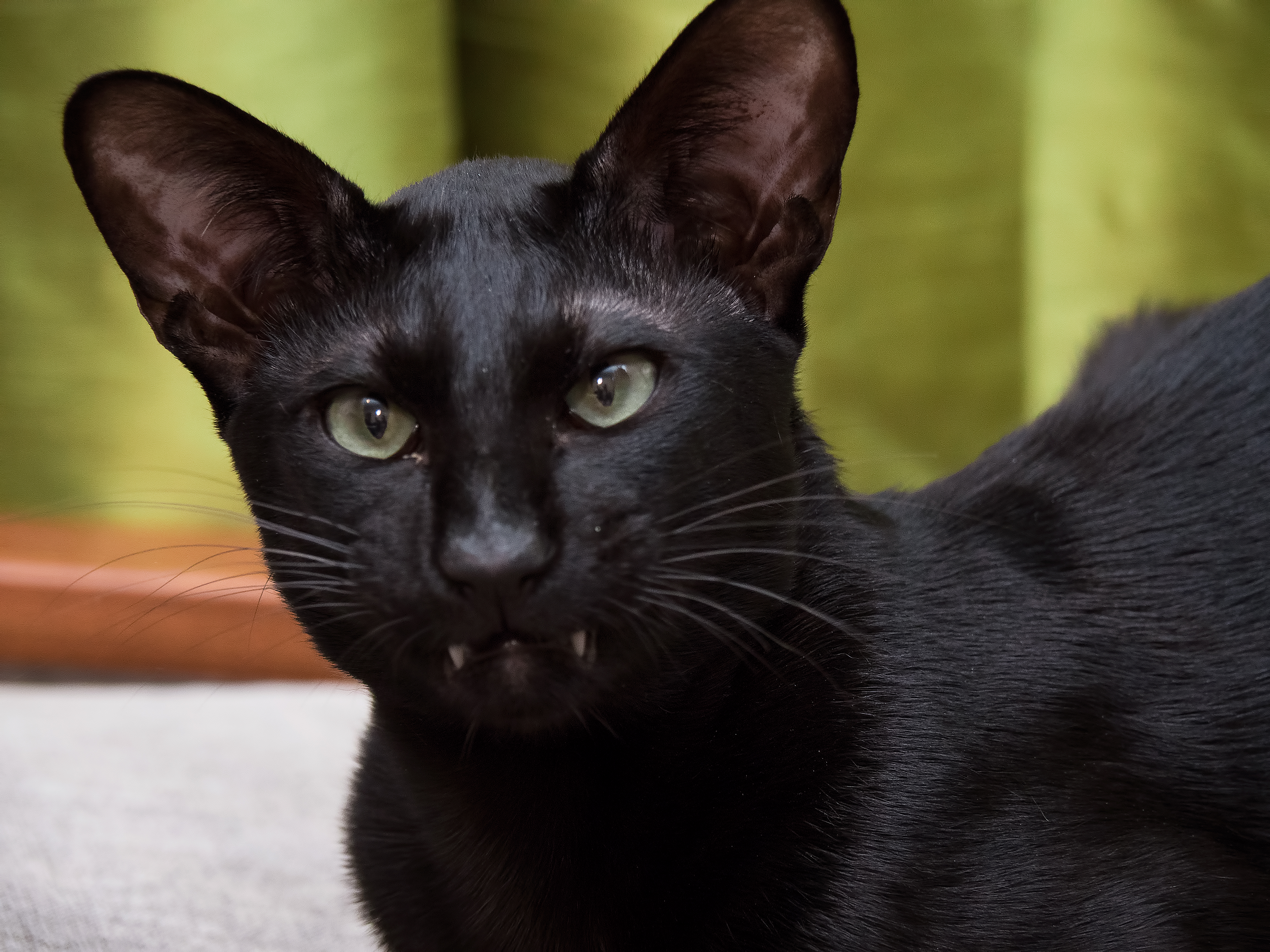 489 best Vampire Cat images on Pholder Teefies, Aww and Cats