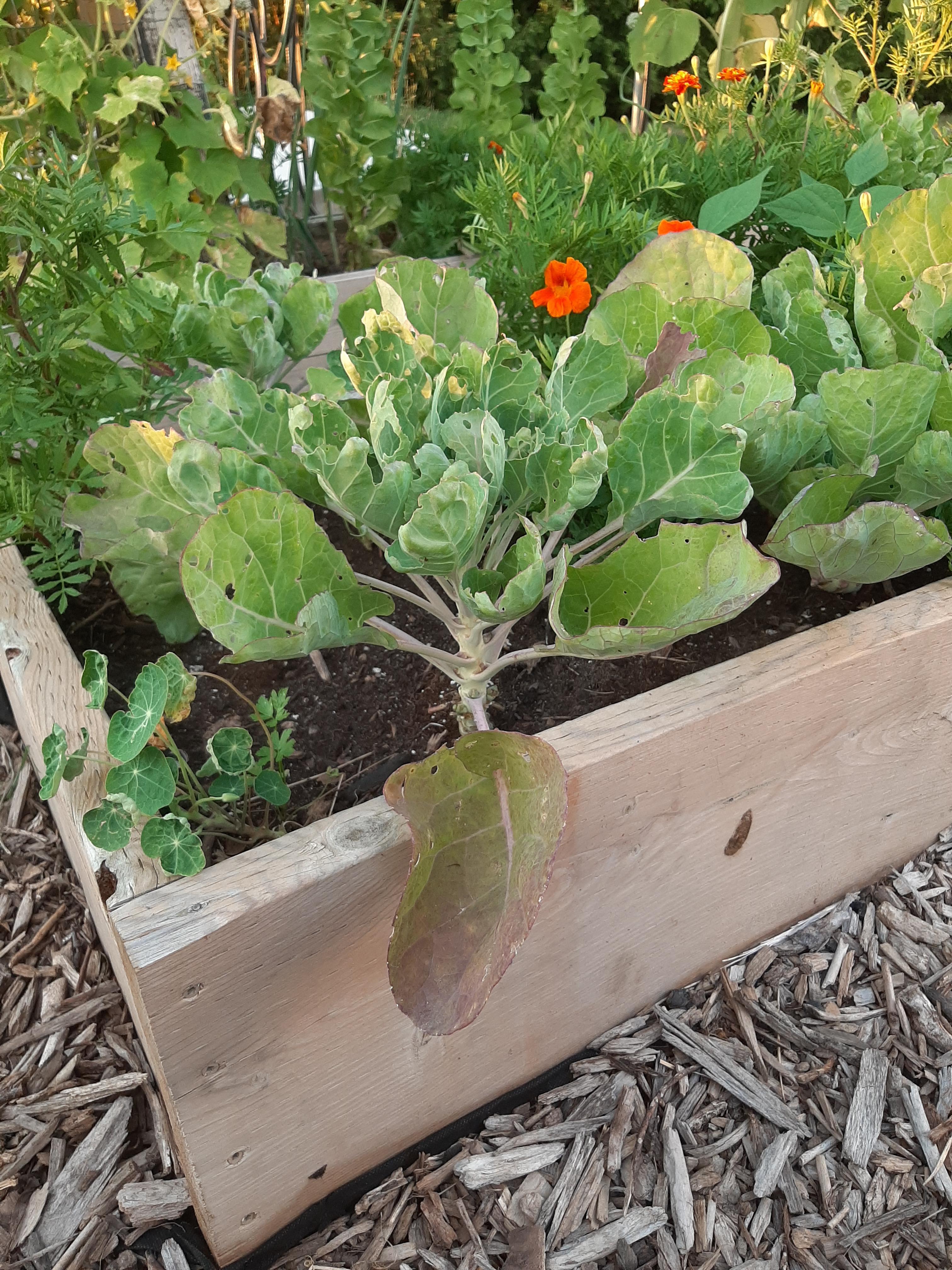 My brussel sprouts are still small and sad; should I rip them out and