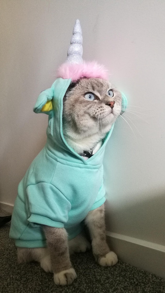 PsBattle Cat in unicorn costume.
