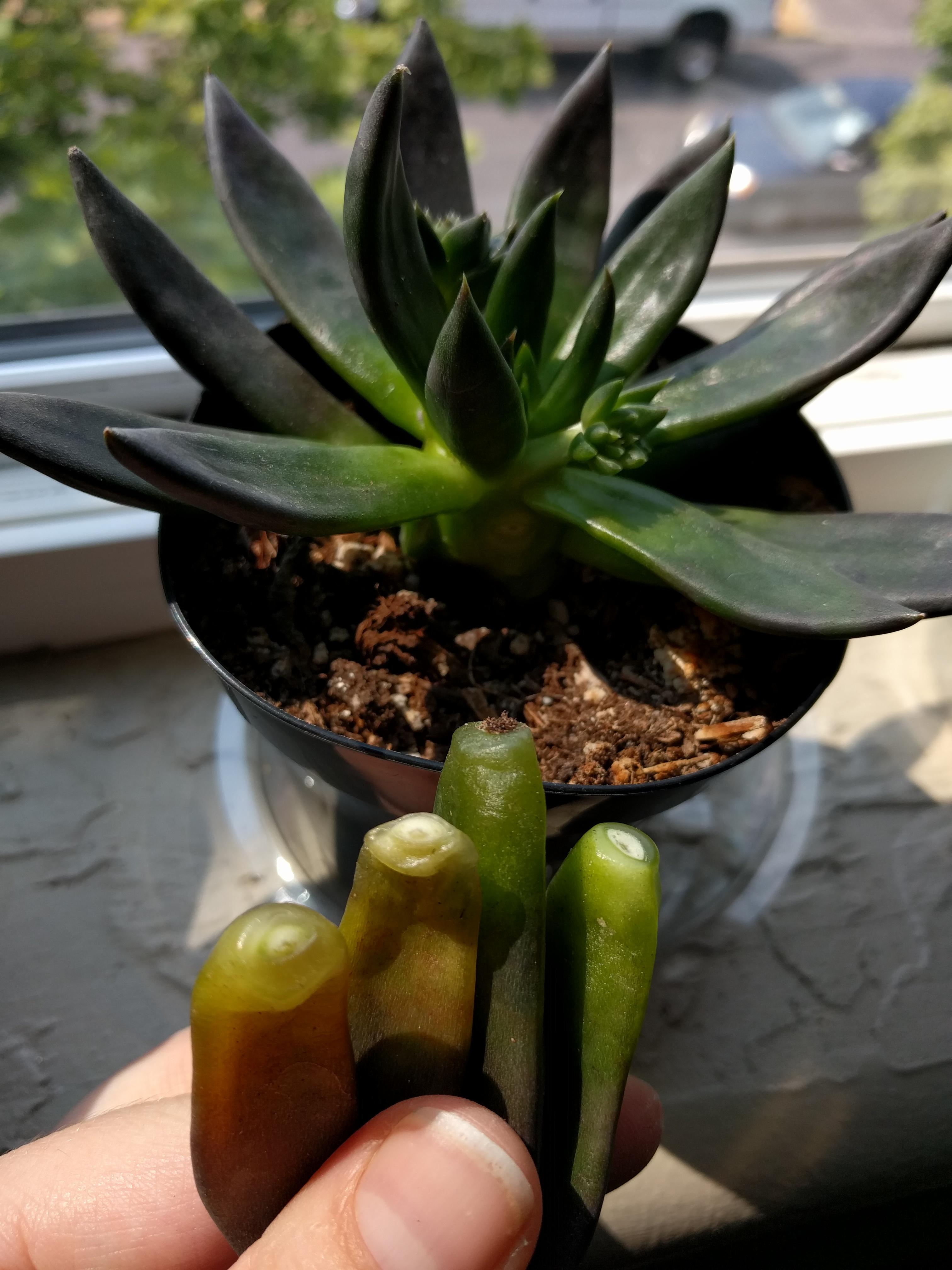 Why is my plant dying? Even the leaves falling off still