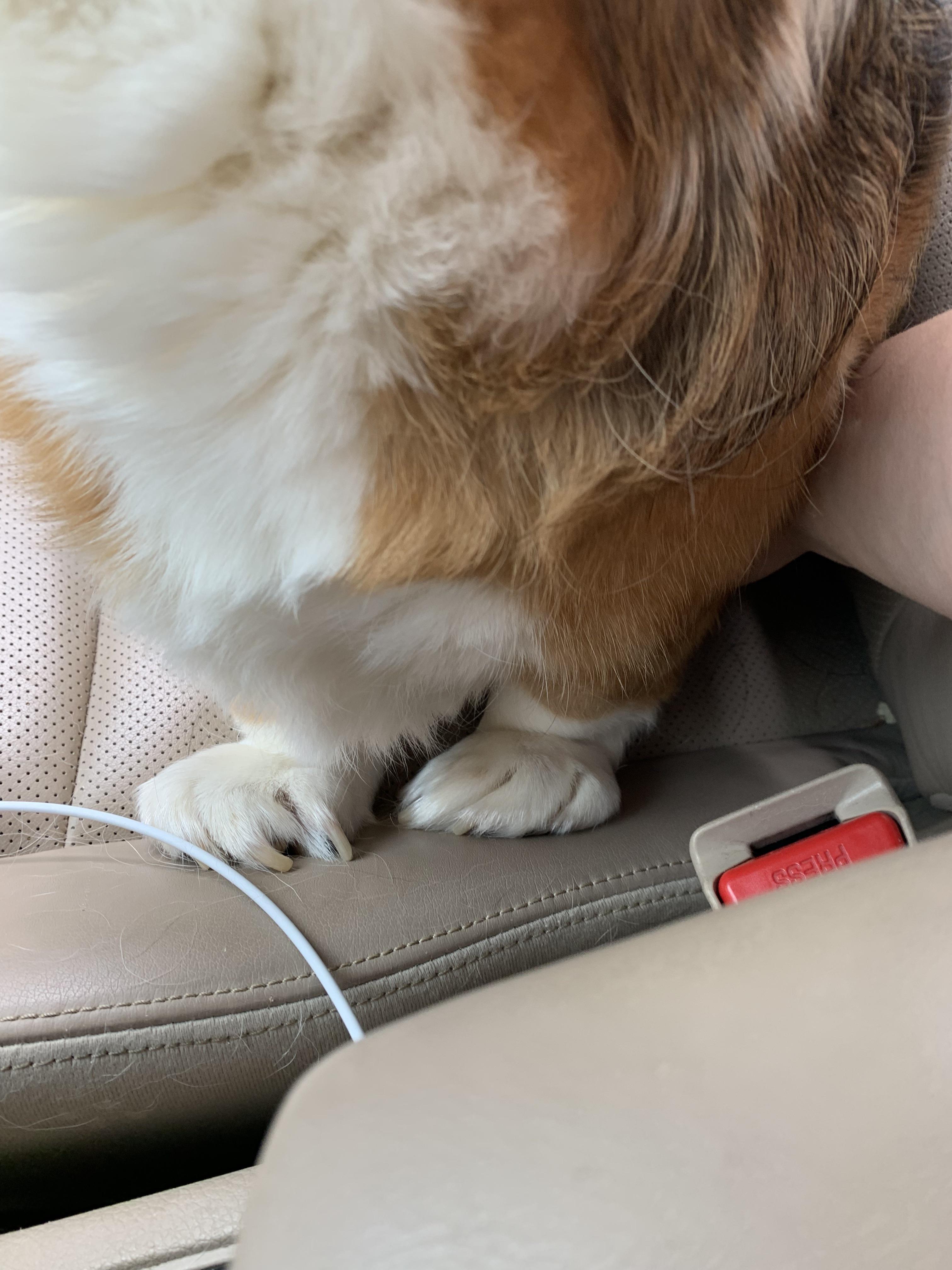 Toes Curling in with Front Leg Ligament Issues r/vet