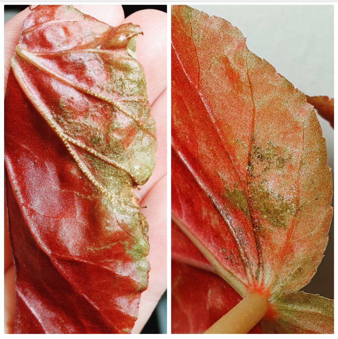 What is this? Beautiful begonia Rex. Still growing well, but the lower