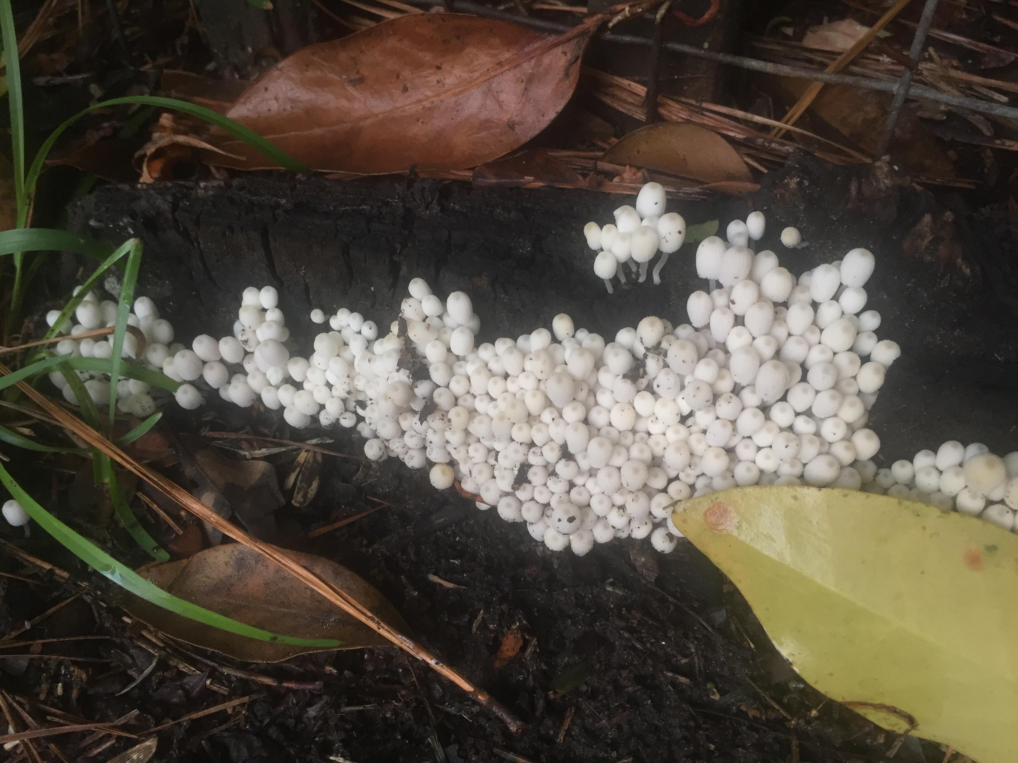 Never seen these before. Are these some kind of fungus or eggs? r