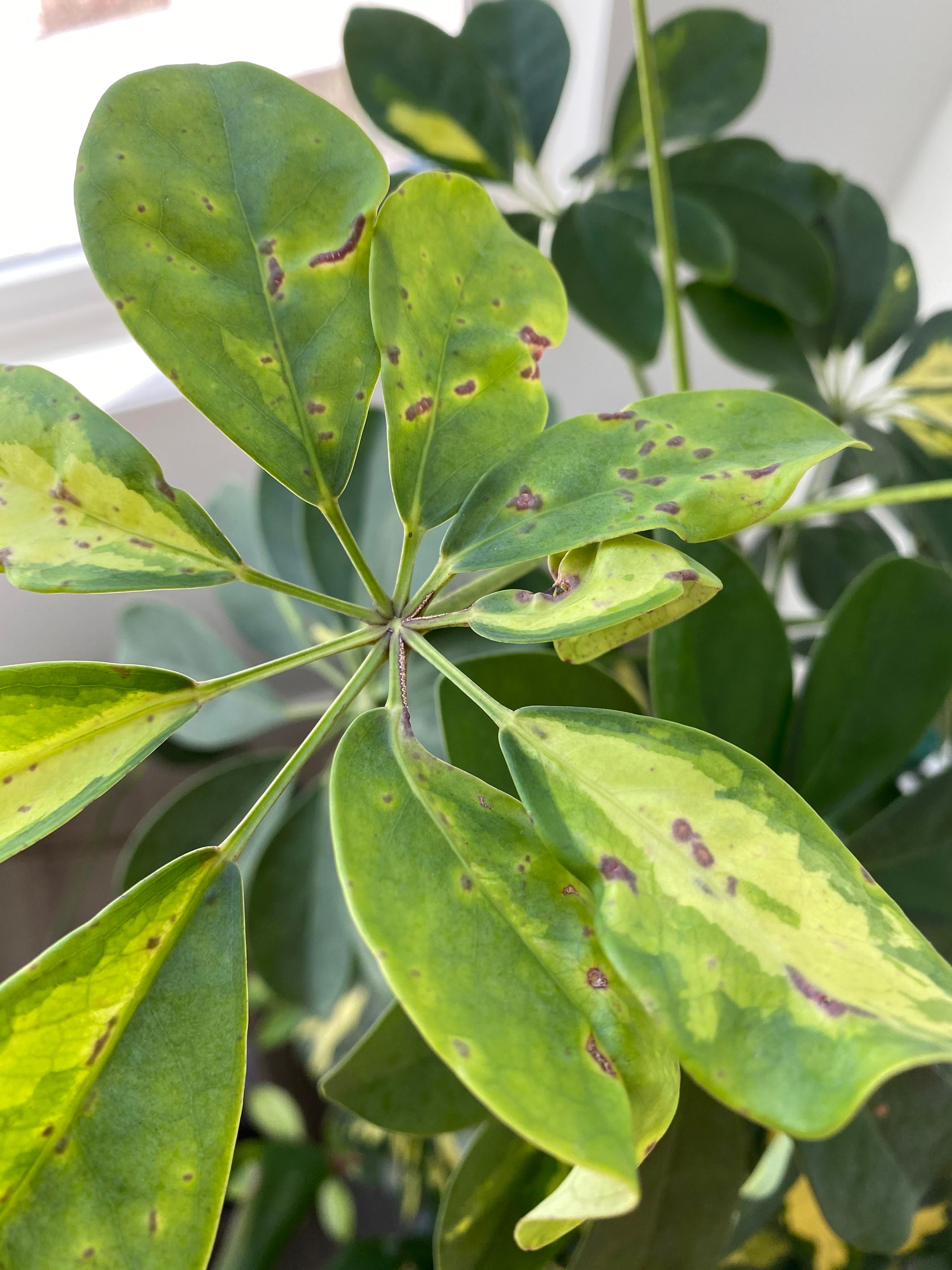 Schefflera grew misshapen leaves with brown spots, what's wrong with it