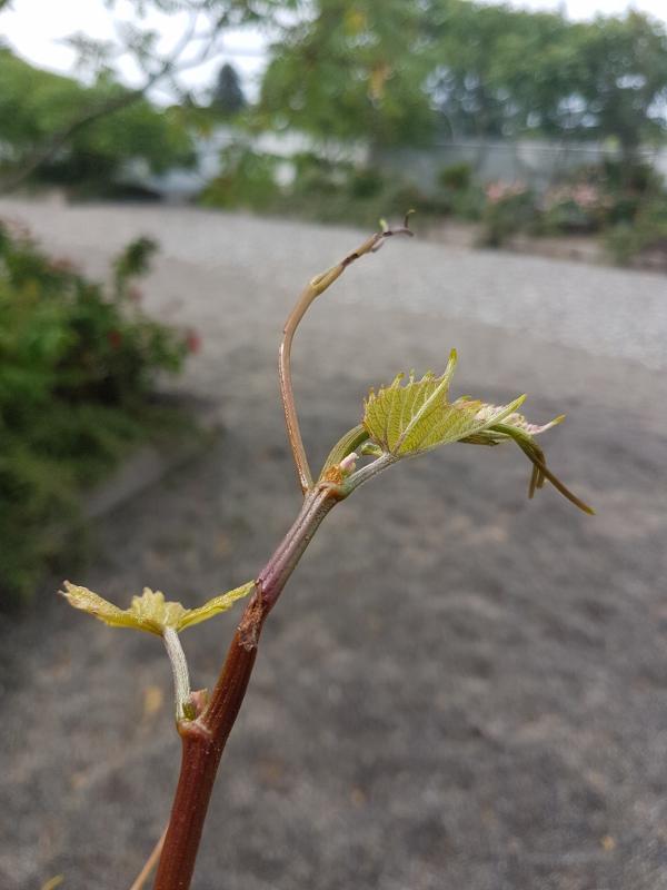 I think something is eating my Grape Vine Could be a disease. Any
