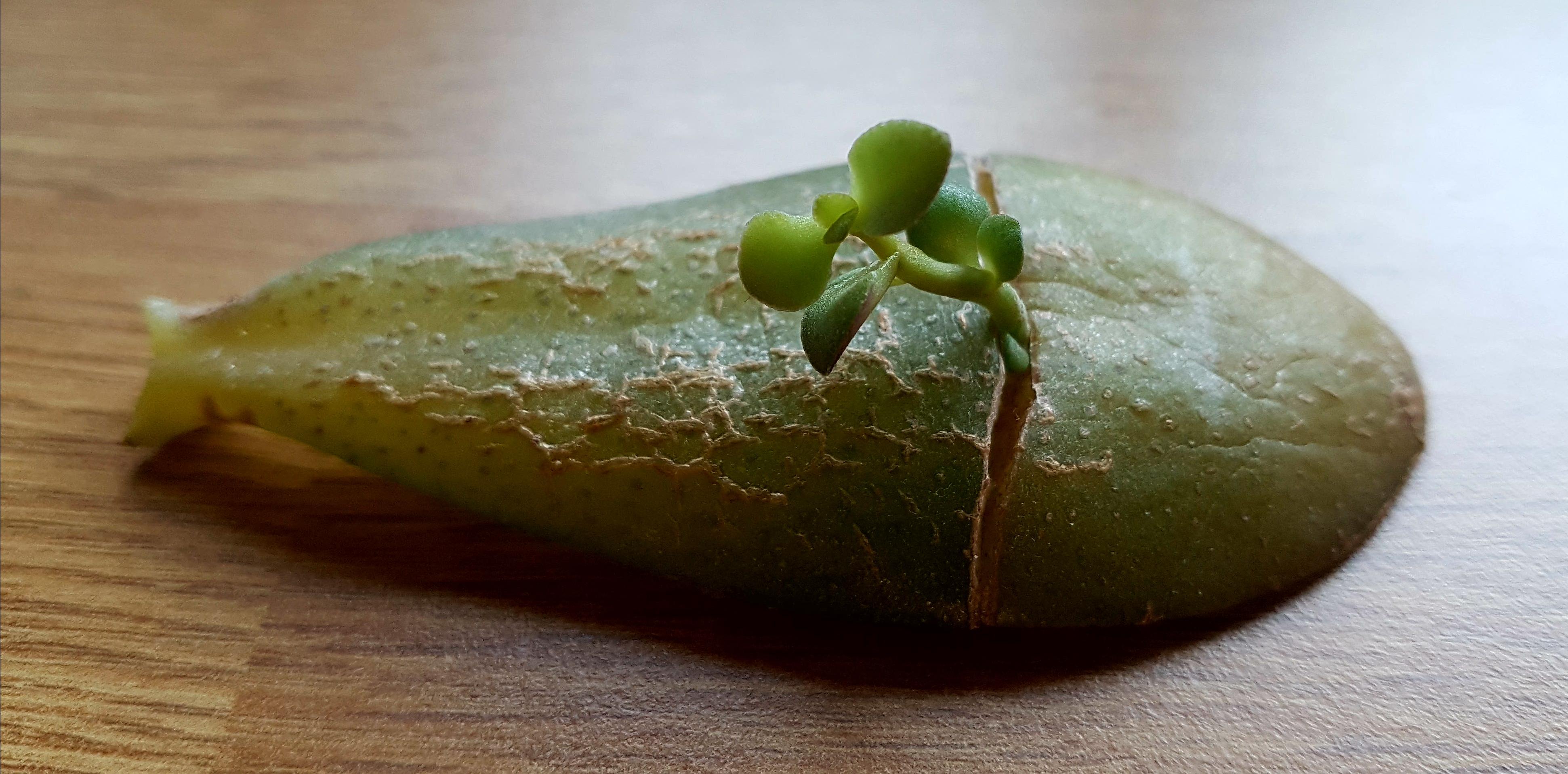 This leaf that dropped off my money plant today has been growing its