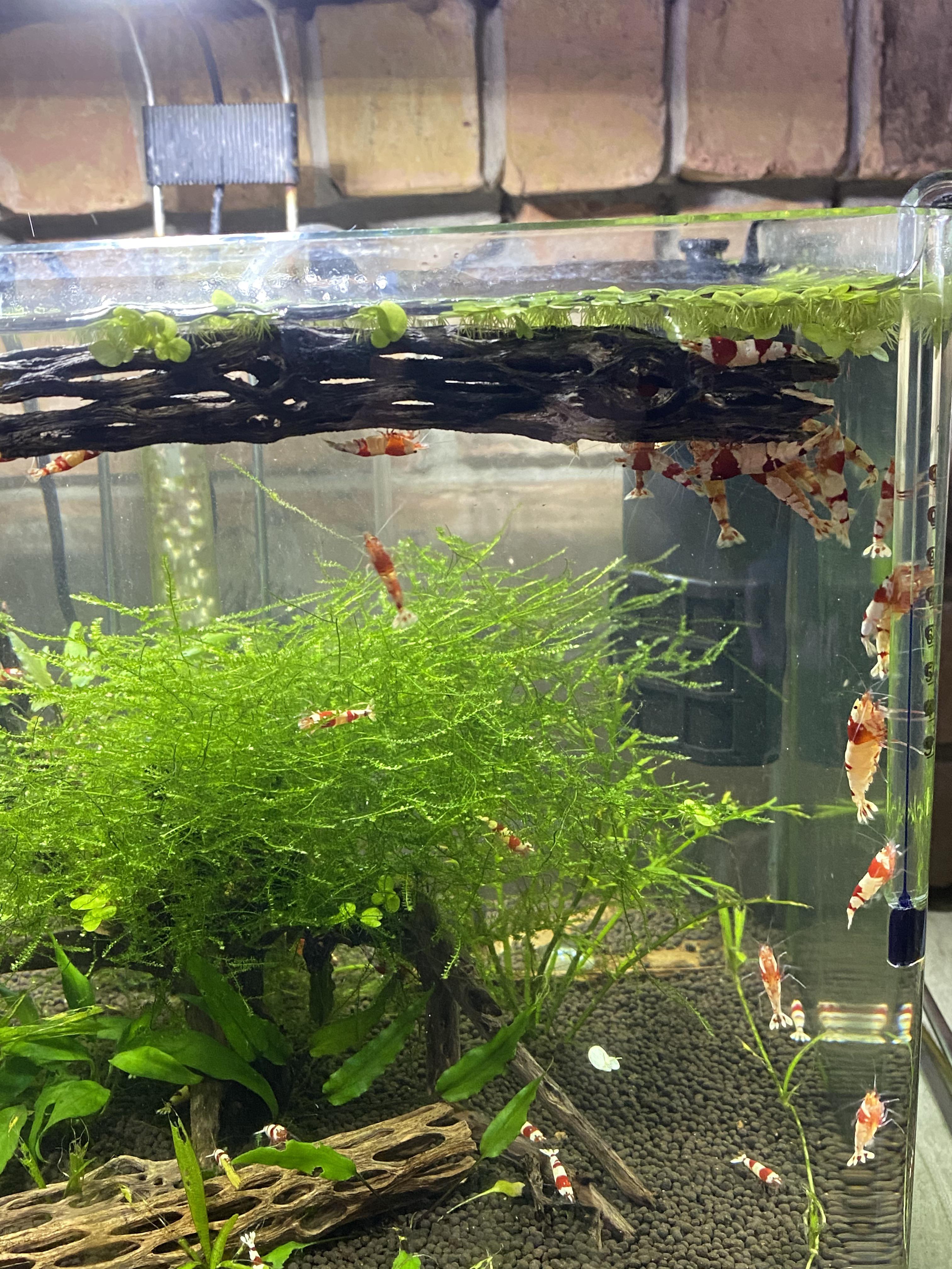 All Hail the Floating Log r/shrimptank