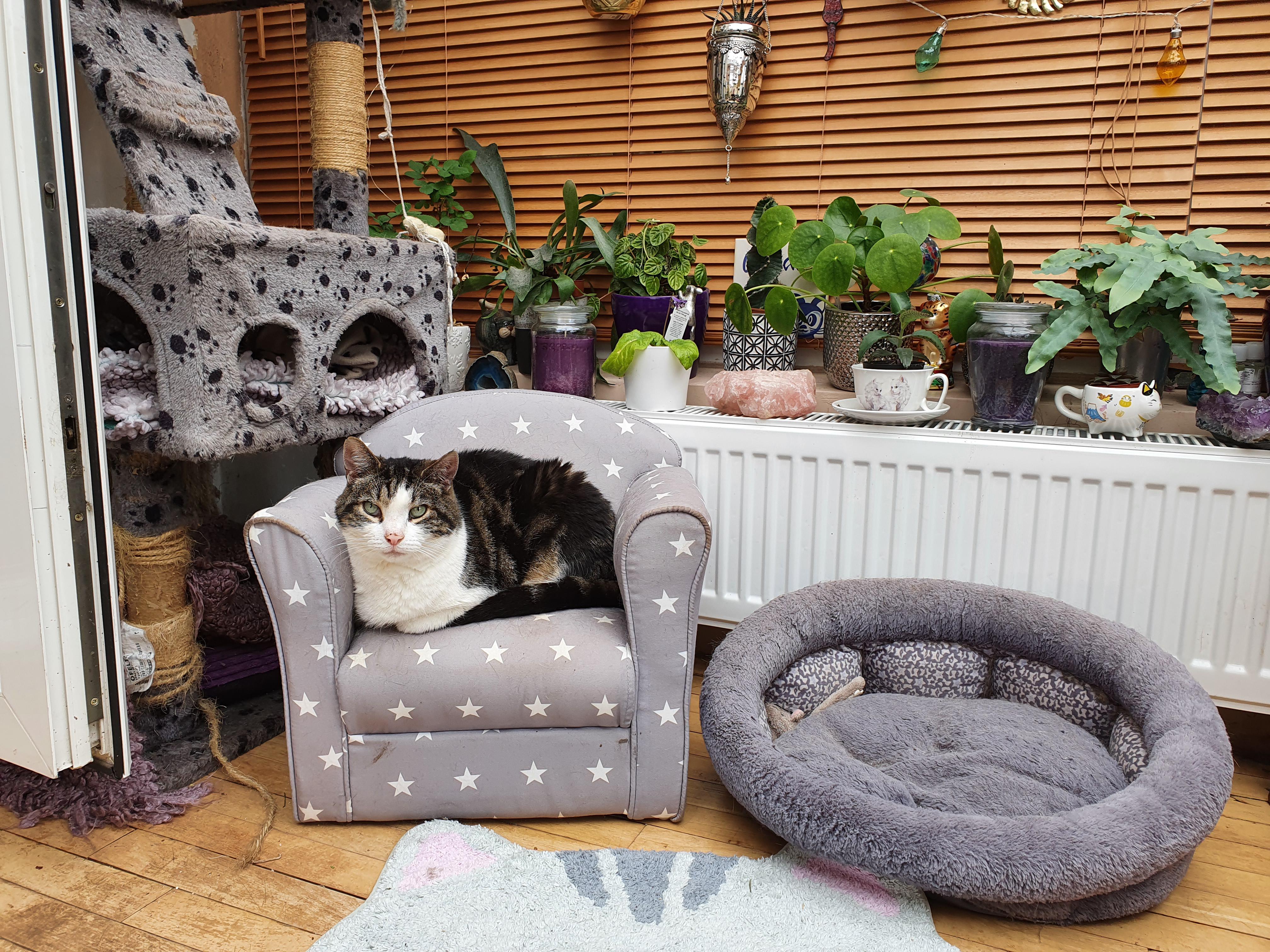 Just chillin on ma chair r/FurnitureForCats