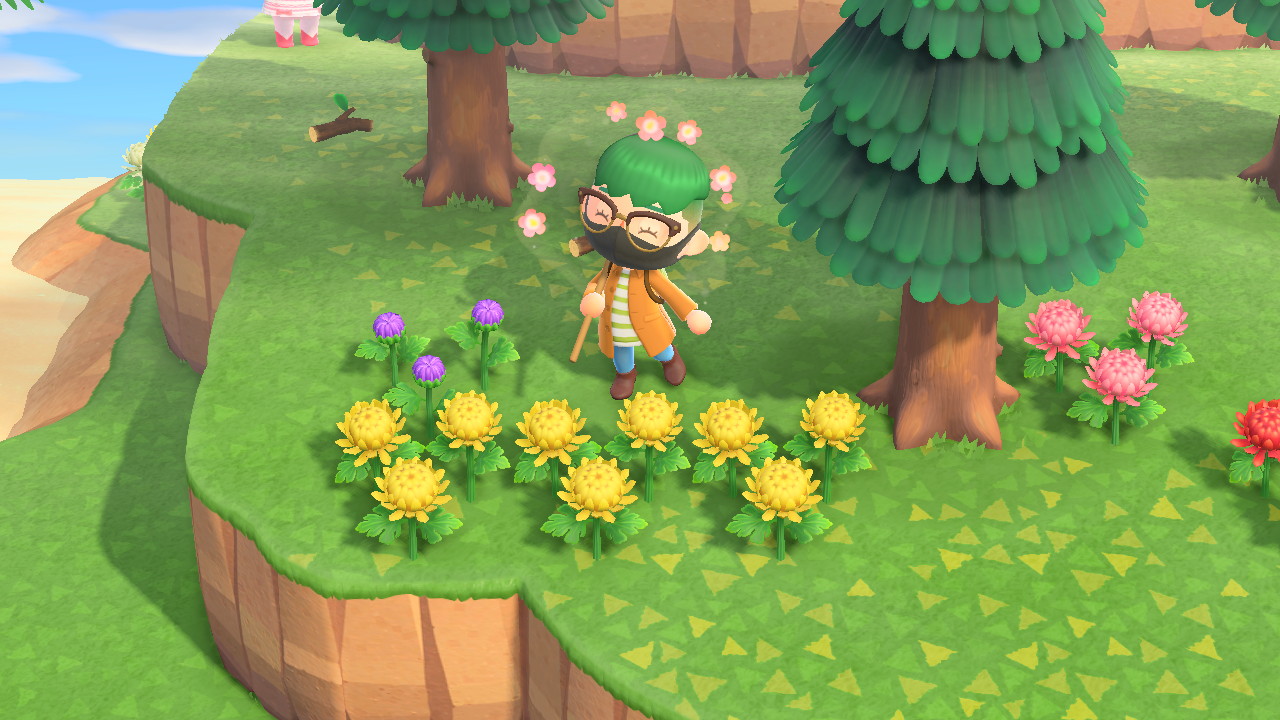 You can breed purple mums from yellow mums! AnimalCrossing