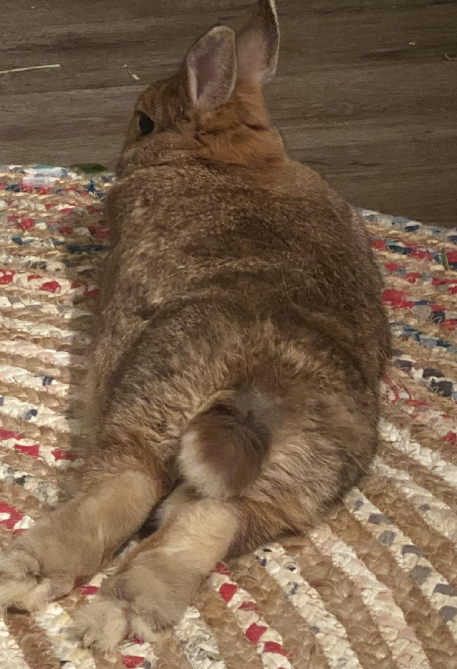 Bunz Hun r/Rabbits