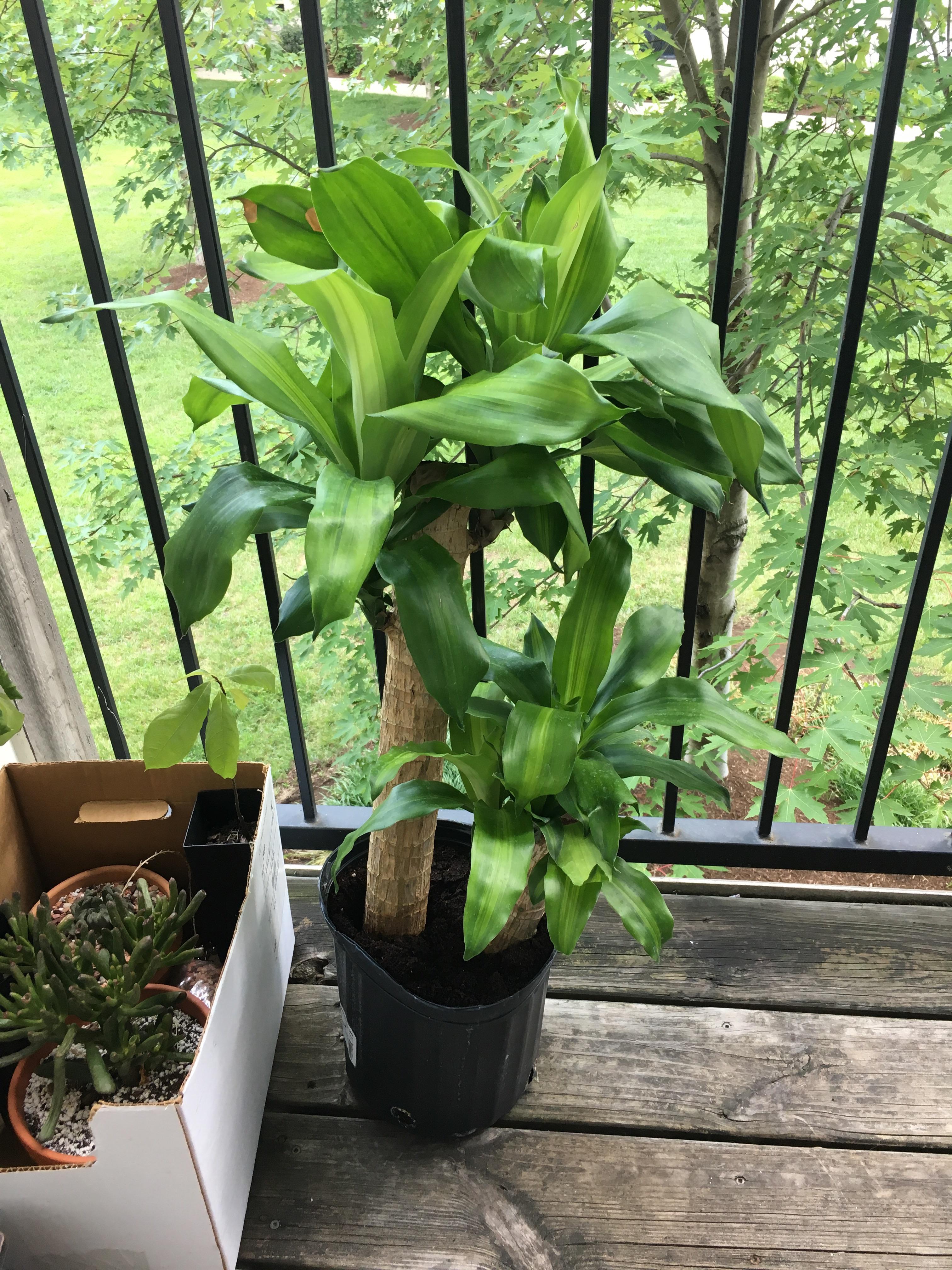 13 at Walmart!!!! r/houseplants