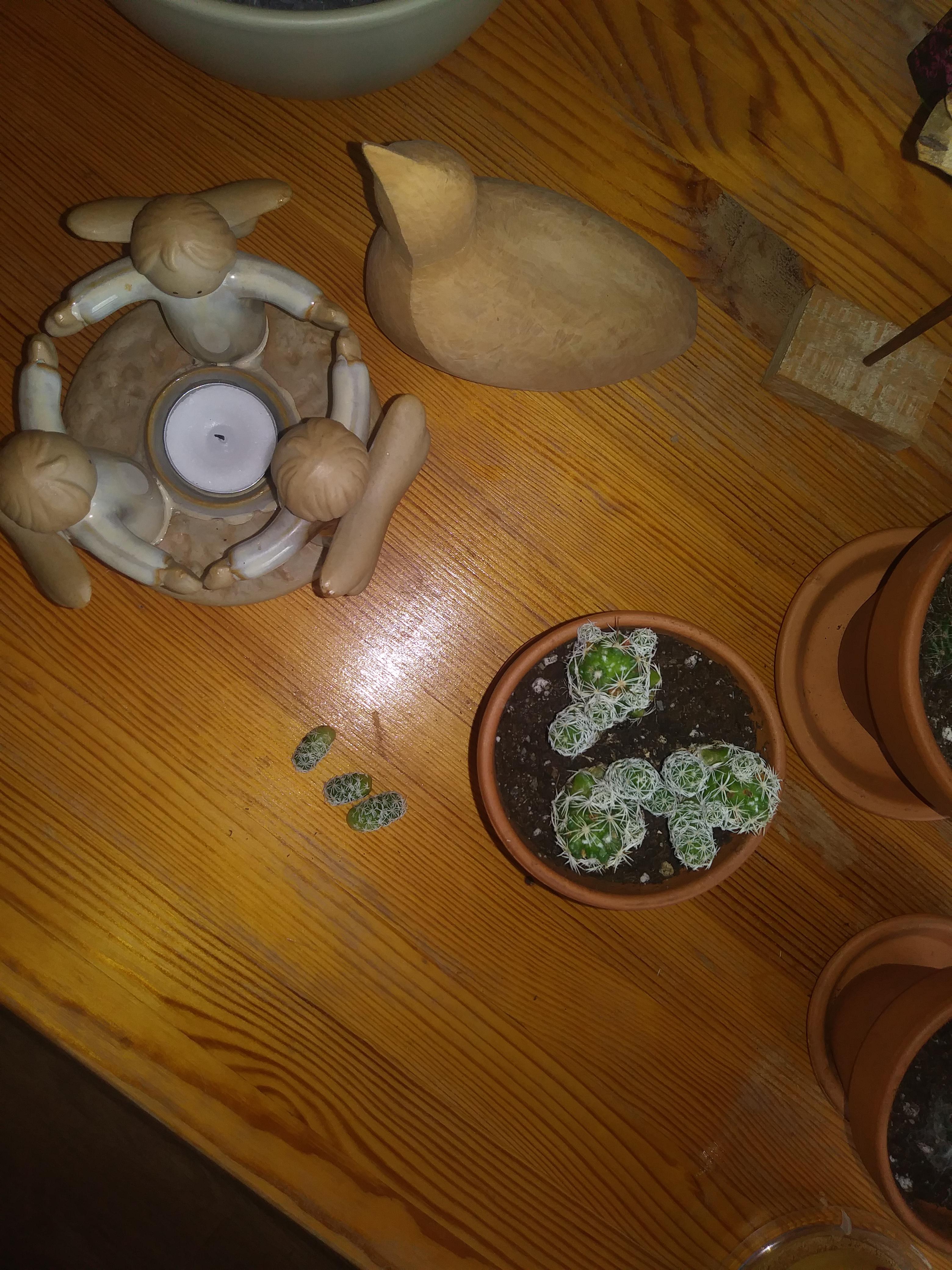 These fell off my thimble cactus today. What should I do with them? r