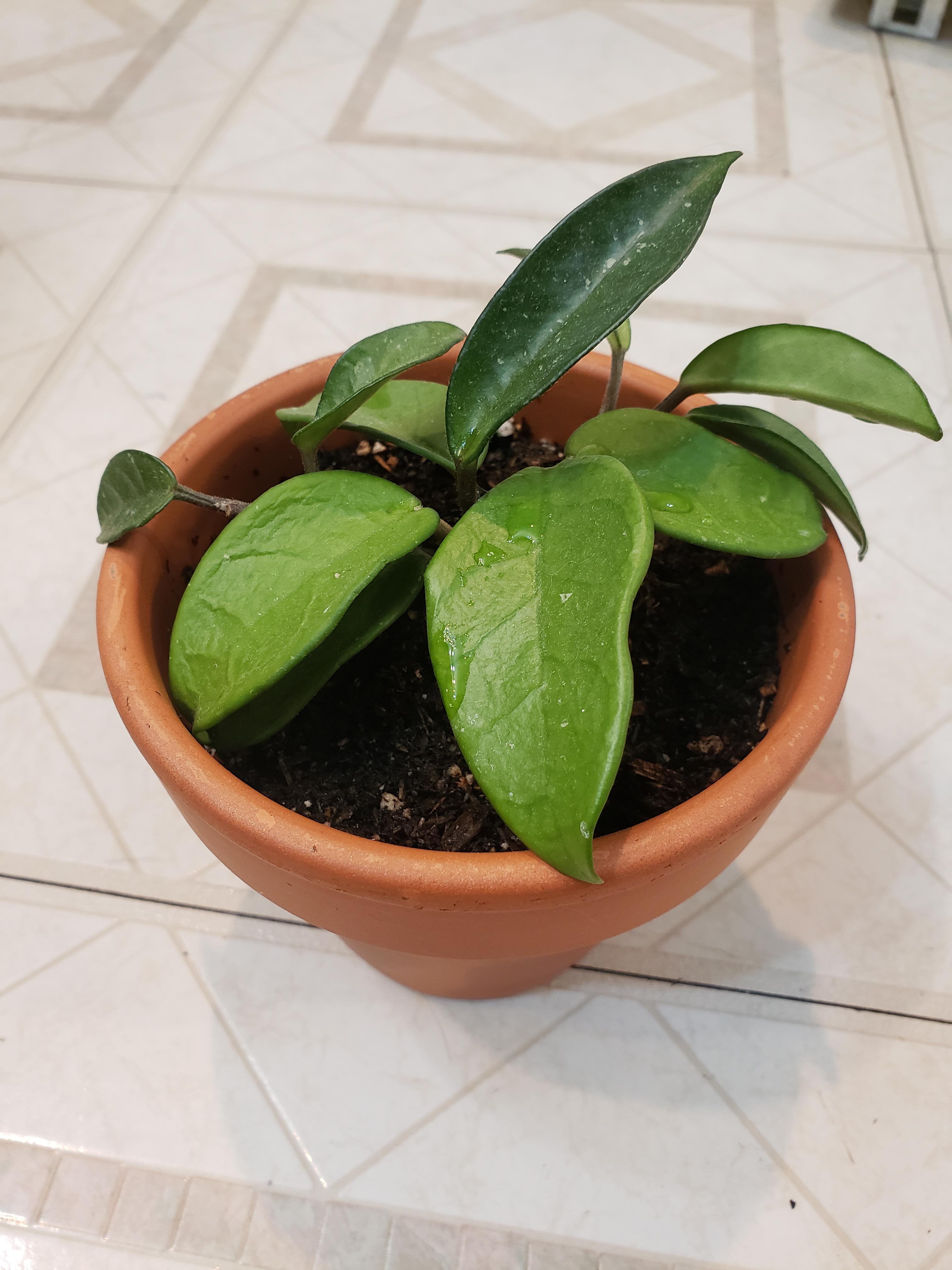 Hi I received this plant a year ago and today I finally repotted into a