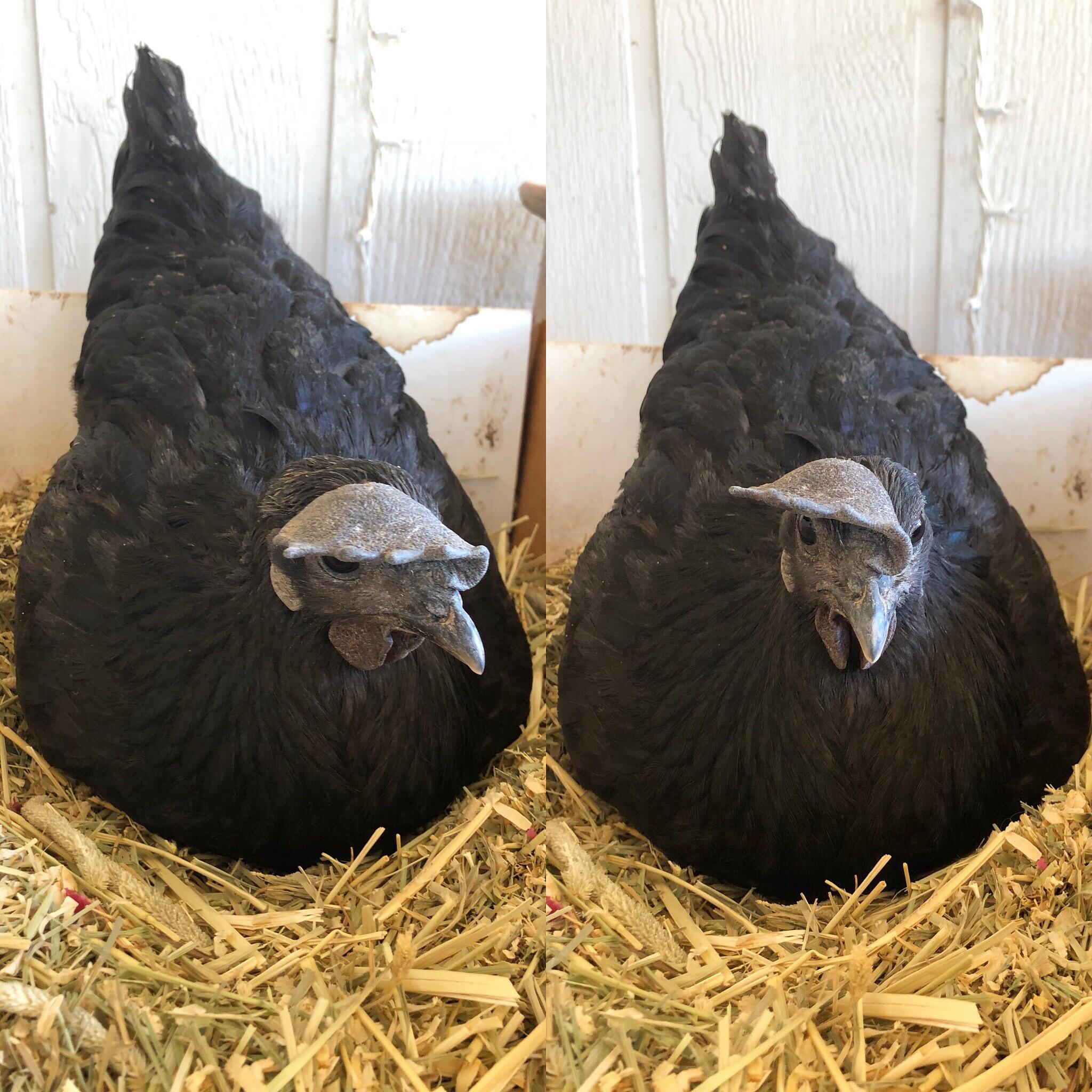 Petra’s floppy comb makes it look like she’s wearing a hat! r