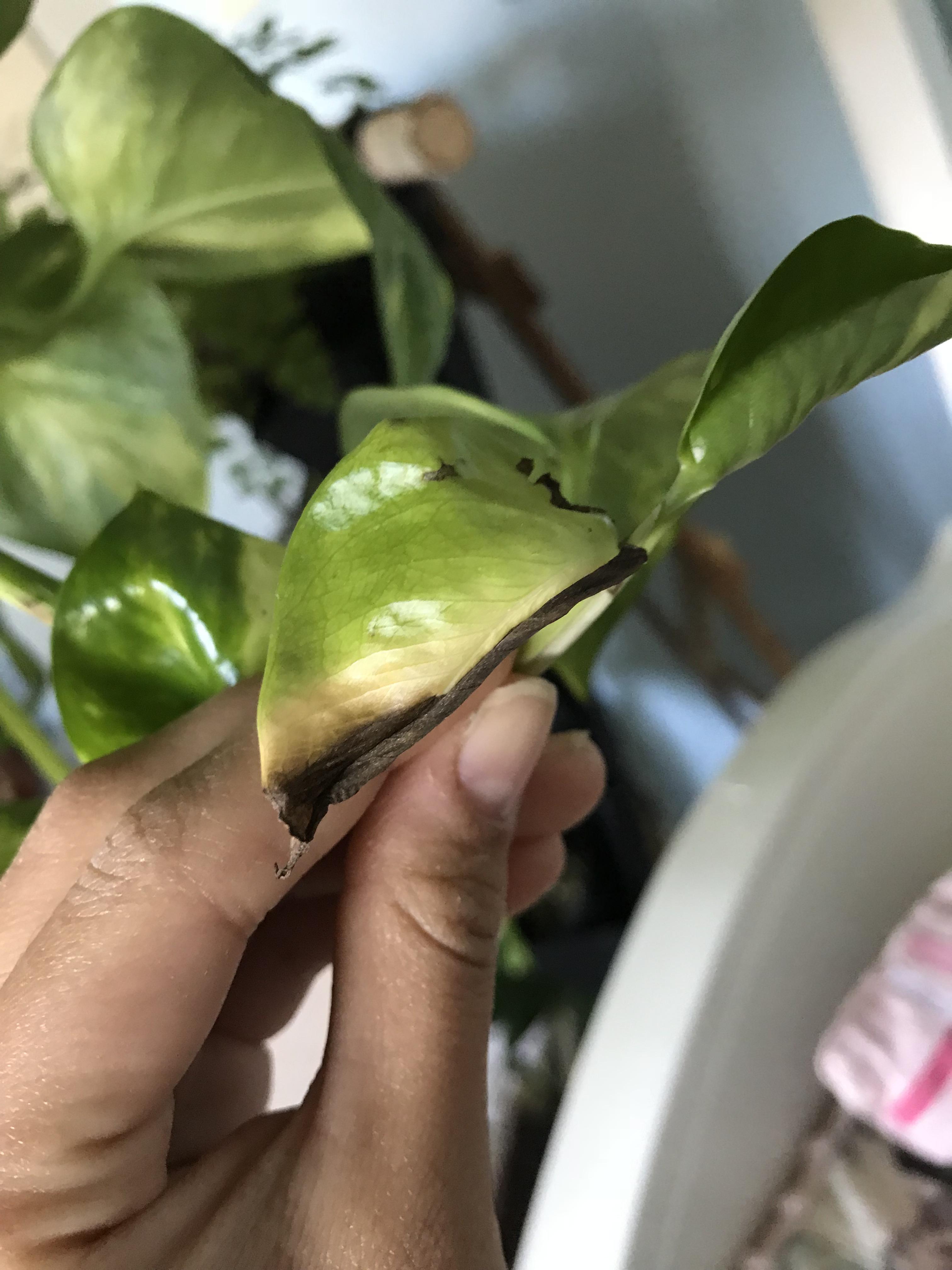 new pothos leaves turning brown? r/houseplants