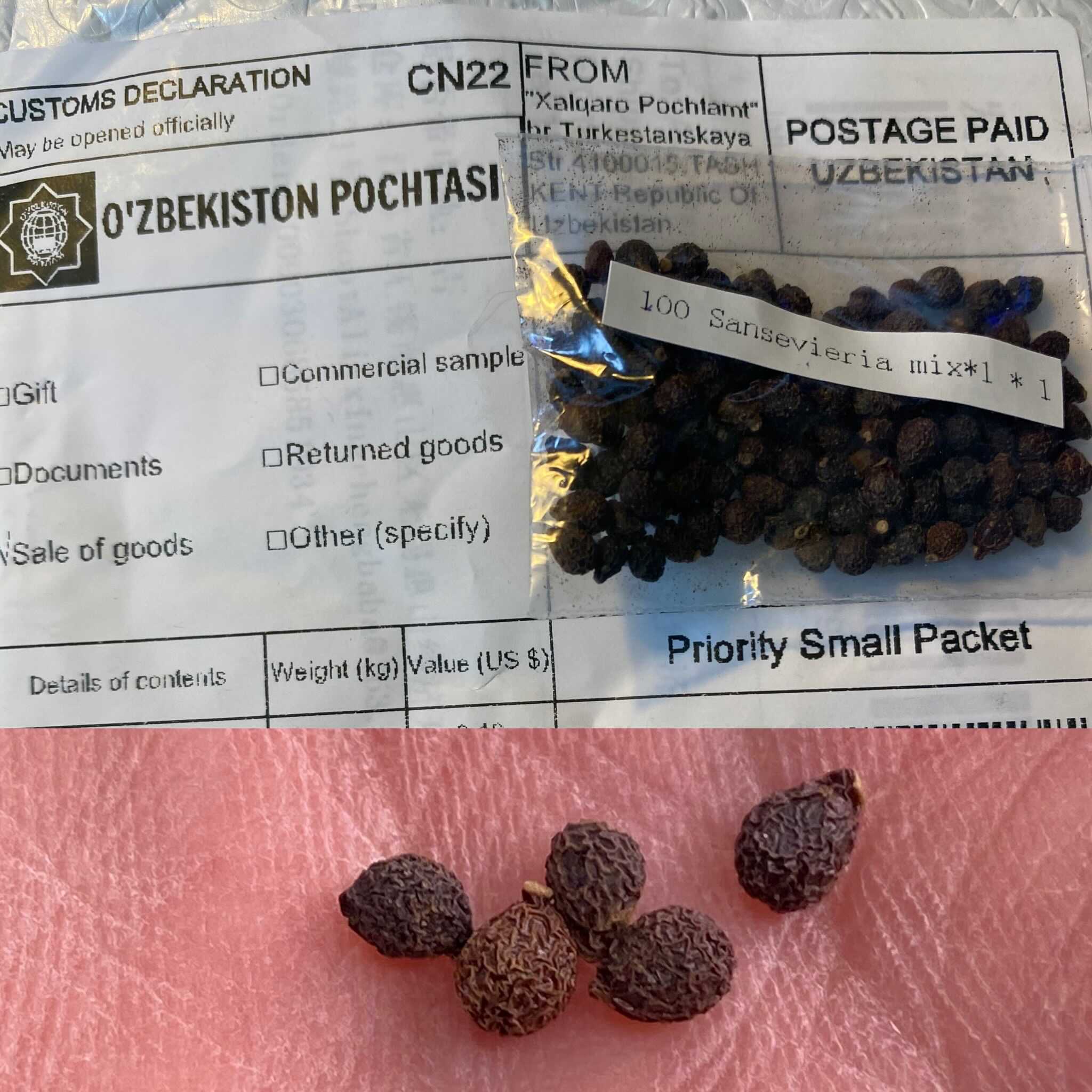 Snake Plant Seeds How to Harvest and Grow