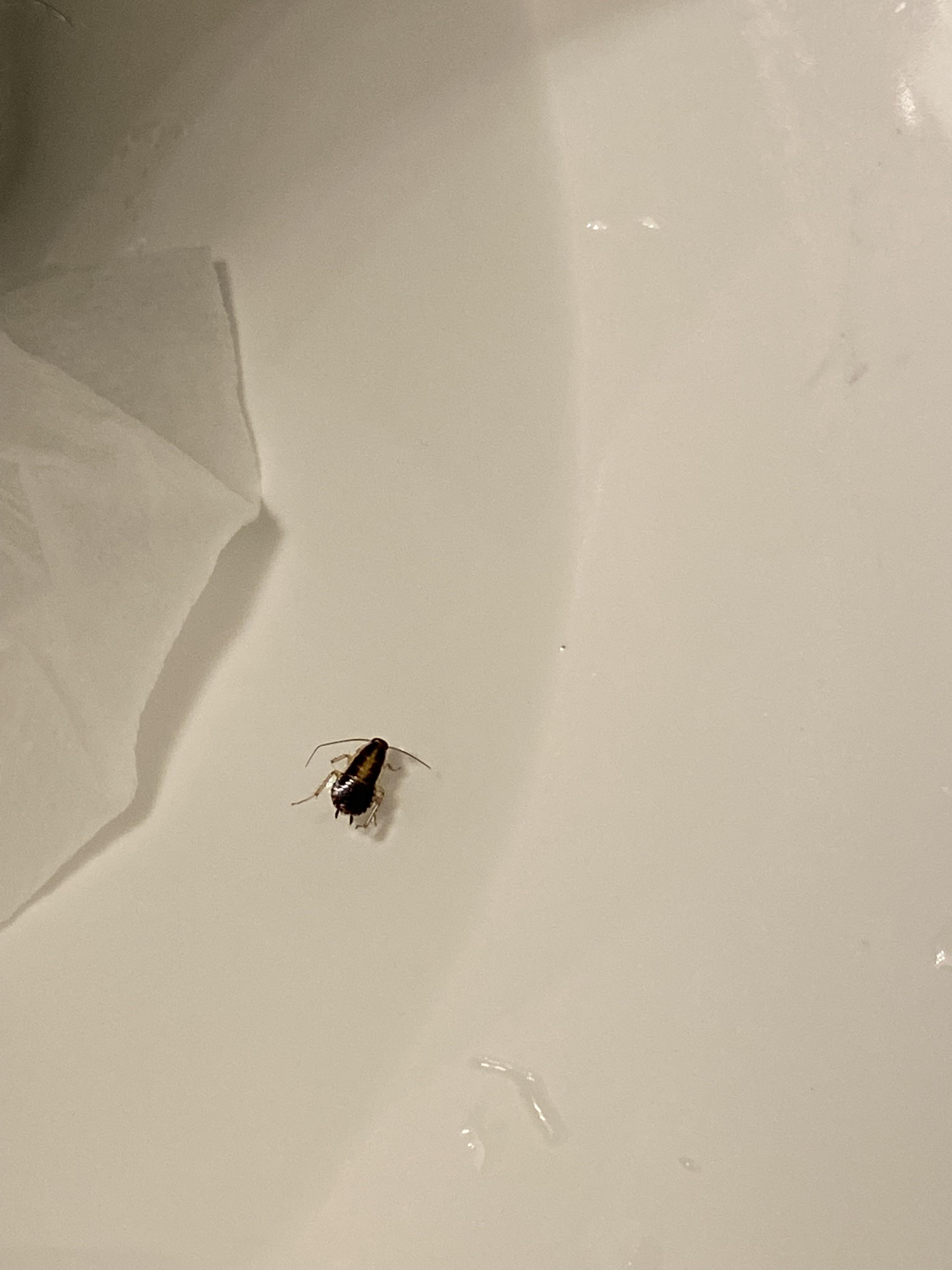 Is this a German roach? I’m 25 hours into my brand new apartment and