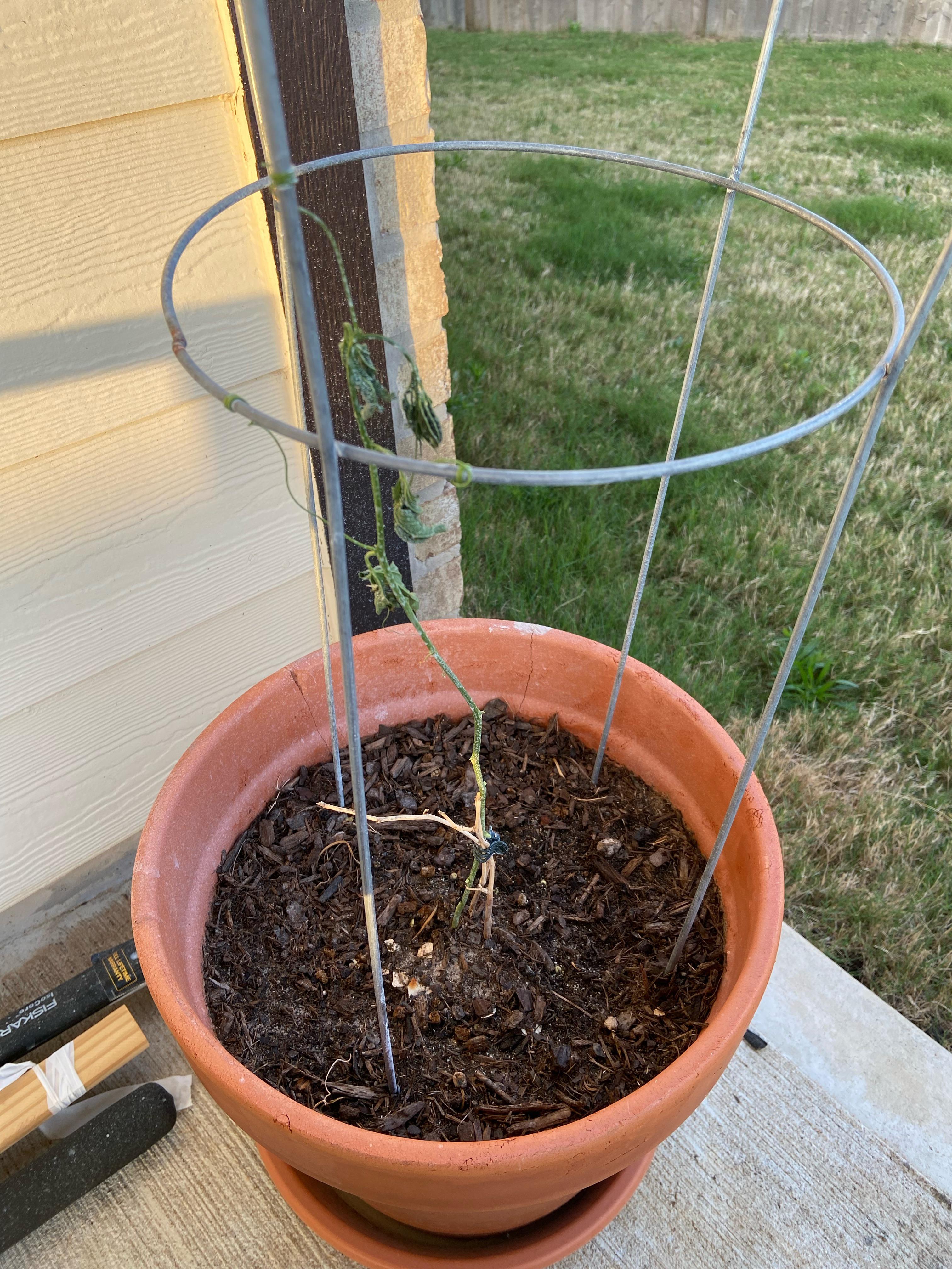 Can anyone give me pointers on why my passion fruit vine keeps wilting? r/gardening