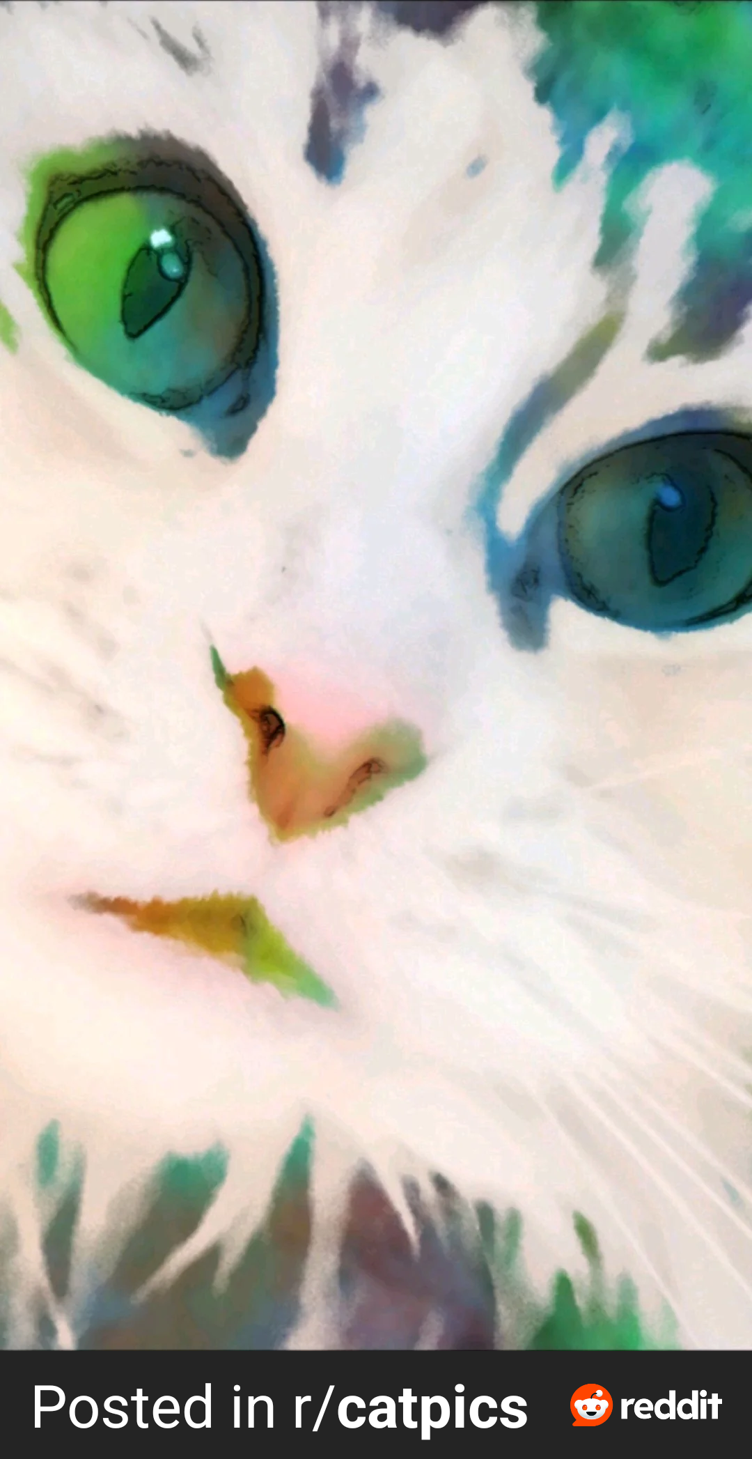 My cat on cat nip : catpics