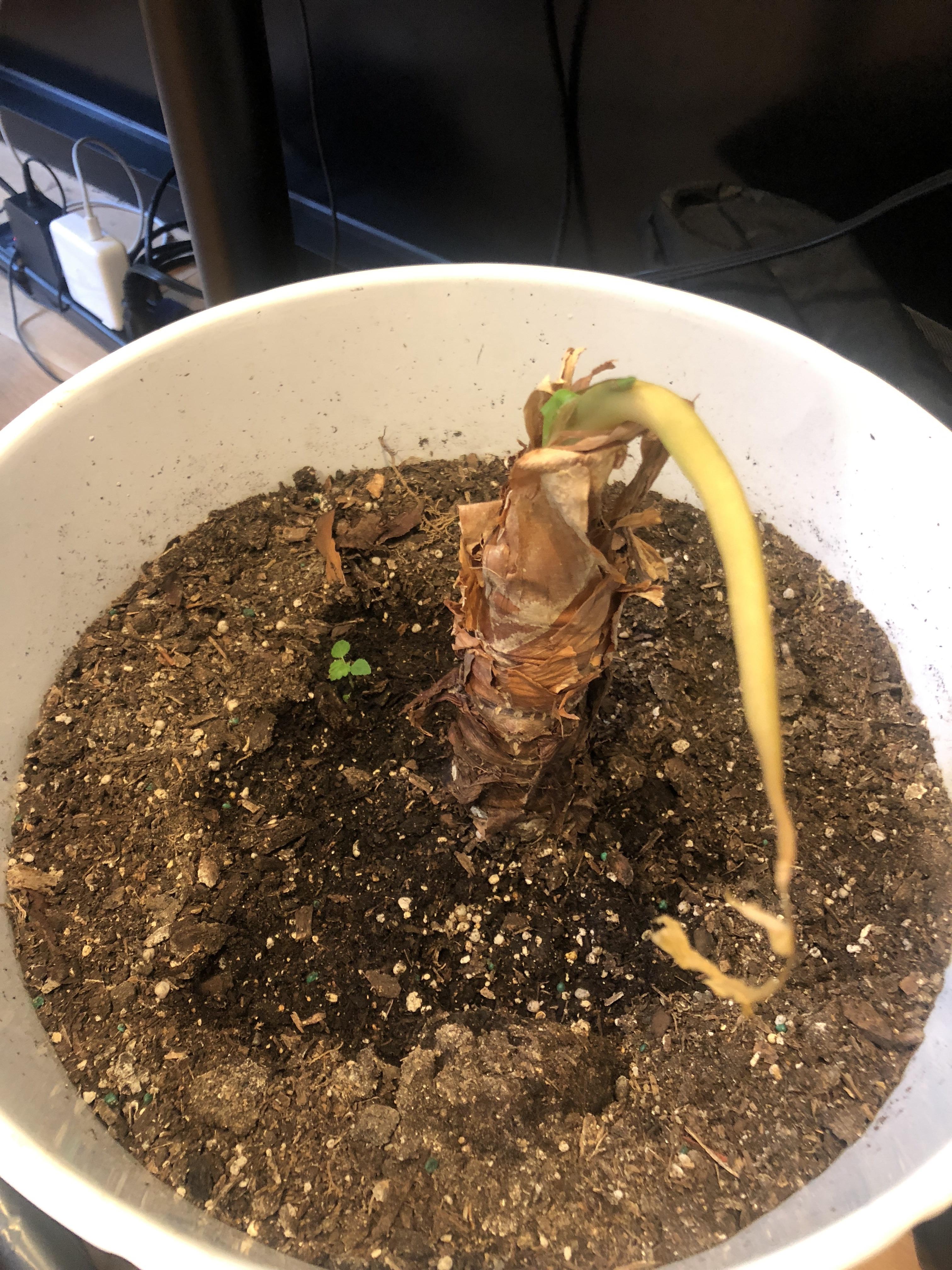 Can someone tell me what plant this is and the proper care instructions