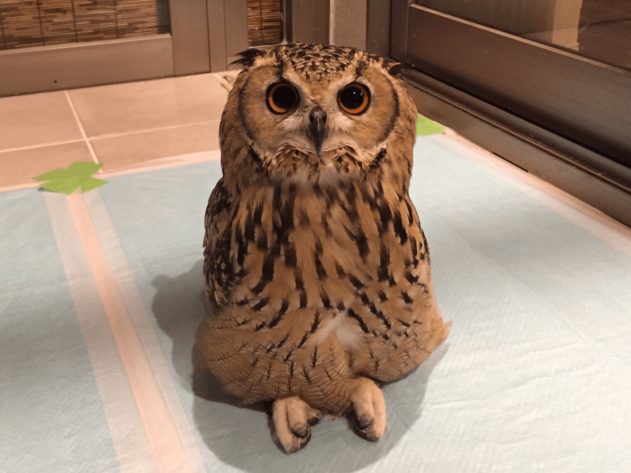 I have never seen an Owl sitting before this is so cute/weird ! r/Owls