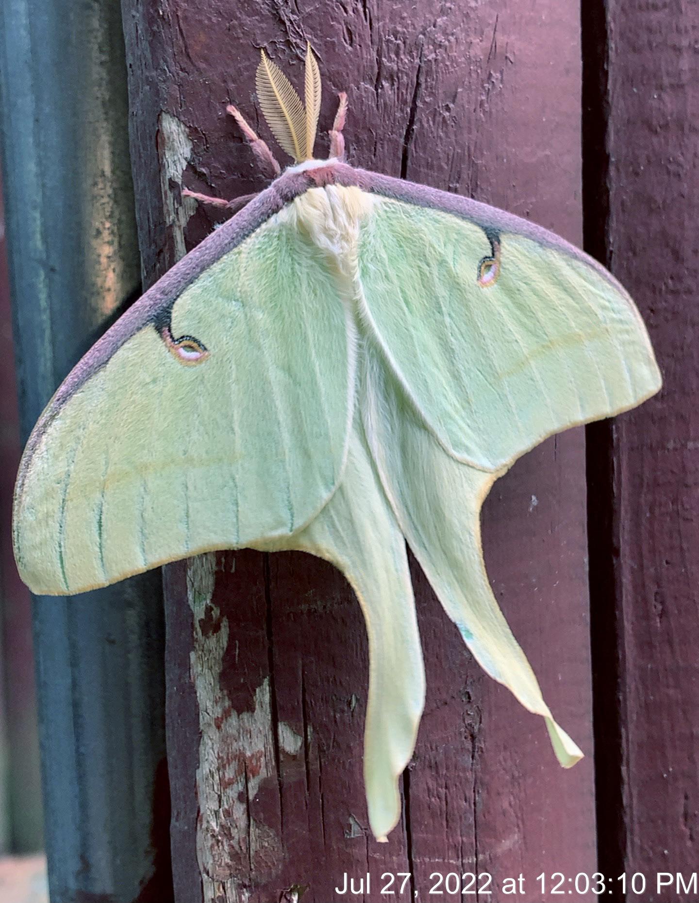 Luna moths are actually my new favourite insect. JuniperActias