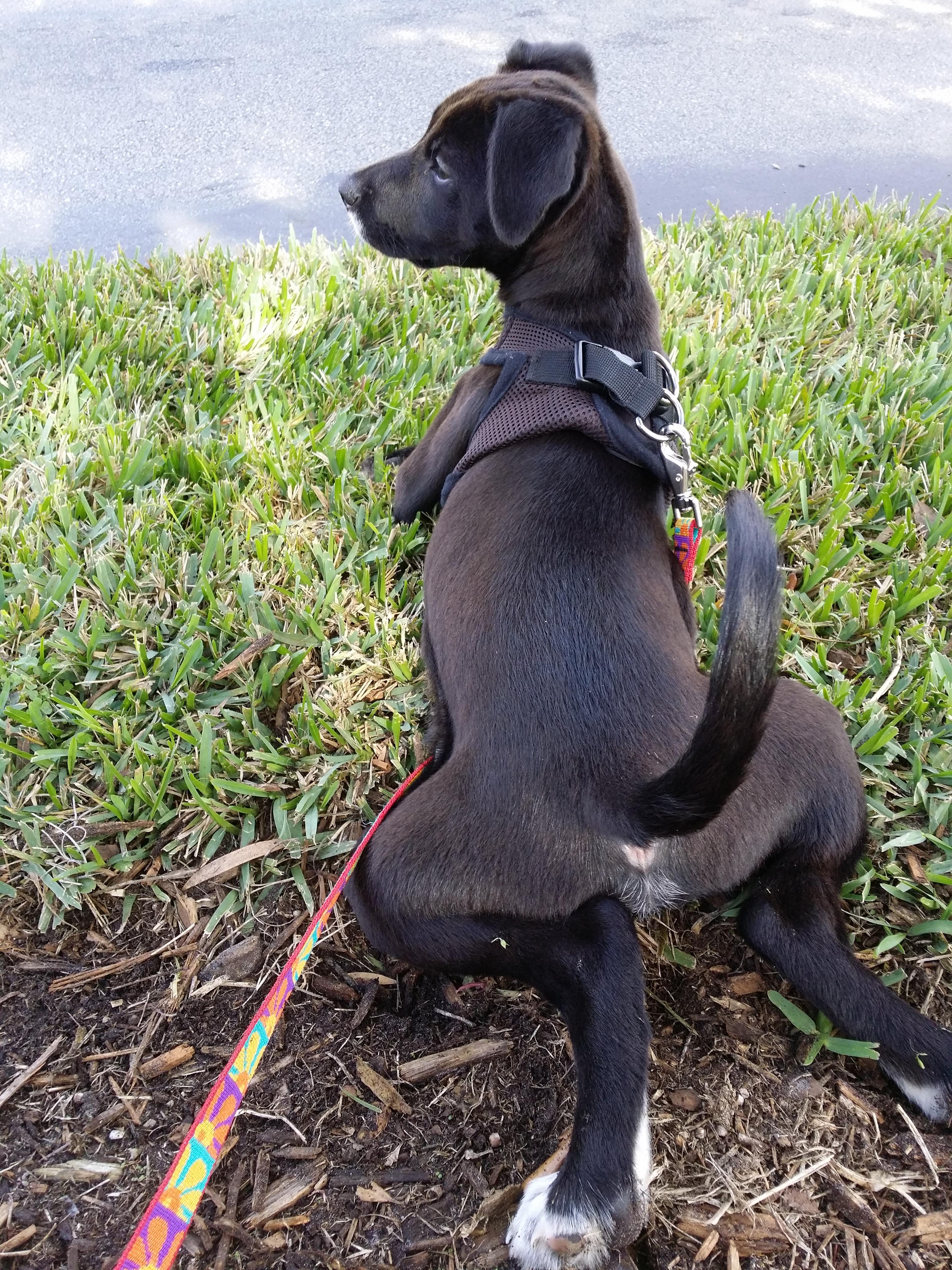 The I hate this harness thing puppy sploot r/sploot